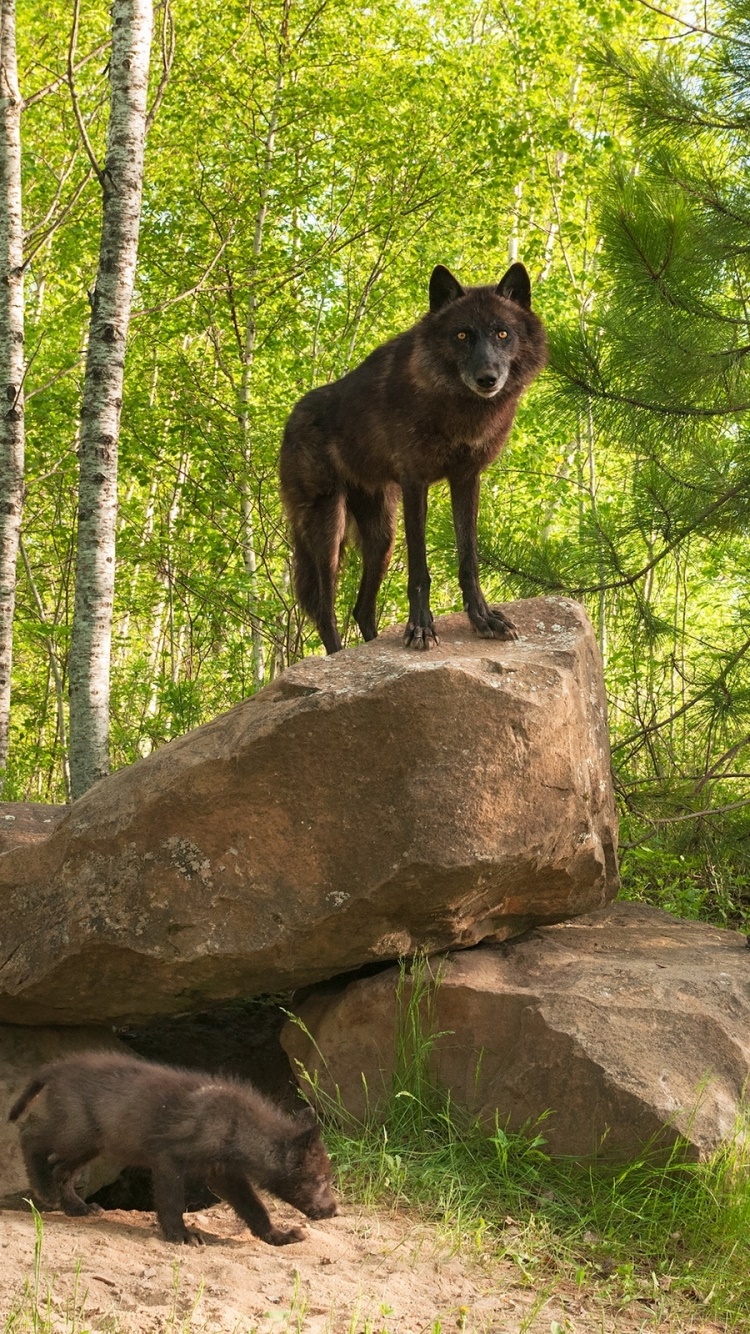 Animal Wolf, 750x1334, Phone HD Wallpaper