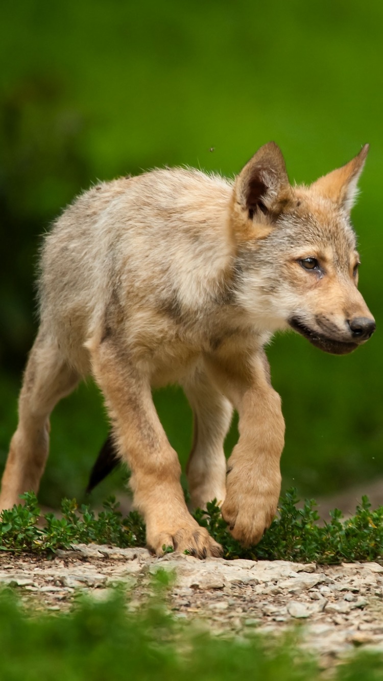 Animal Wolf, 750x1334, Phone HD Wallpaper