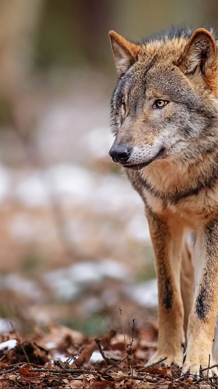 Animal Wolf, 750x1334, Phone HD Wallpaper