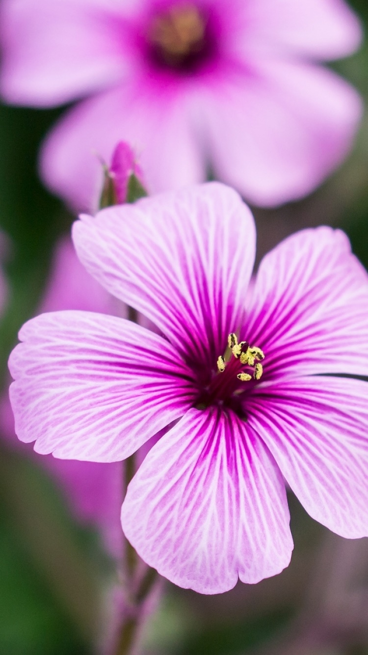 Earth Flower, 750x1334, Phone HD Wallpaper