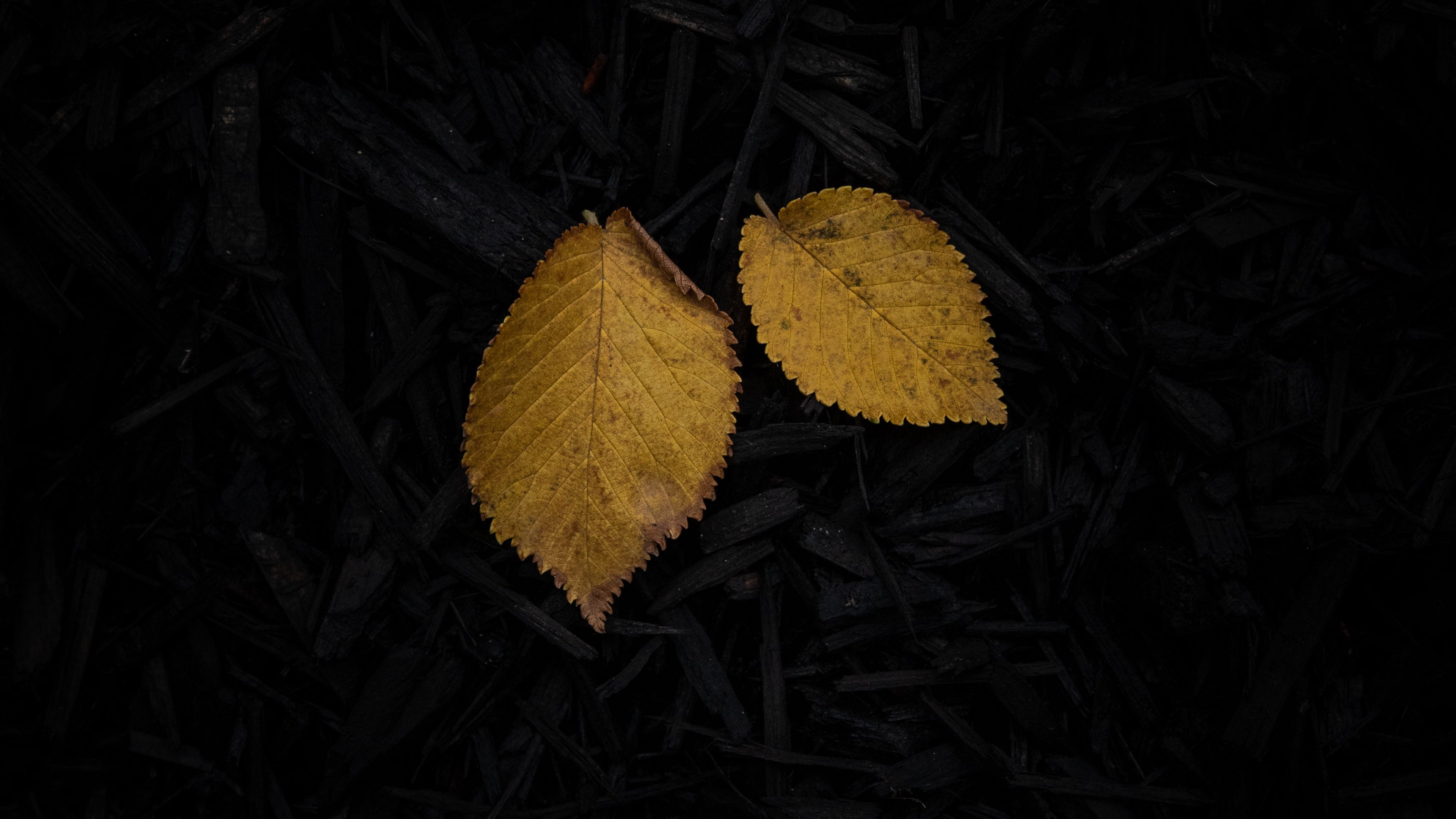 leaf, yellow, grass, dark, 4k, HD Wallpaper