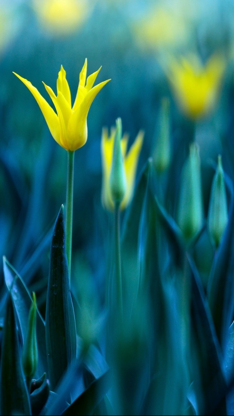 Earth Flower, 750x1334, Phone HD Wallpaper