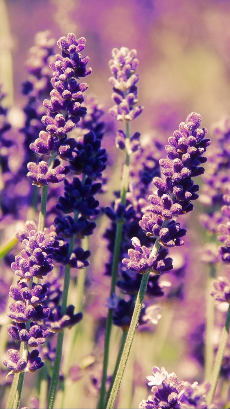 Earth Flower, Nature, 750x1334, Phone HD Wallpaper