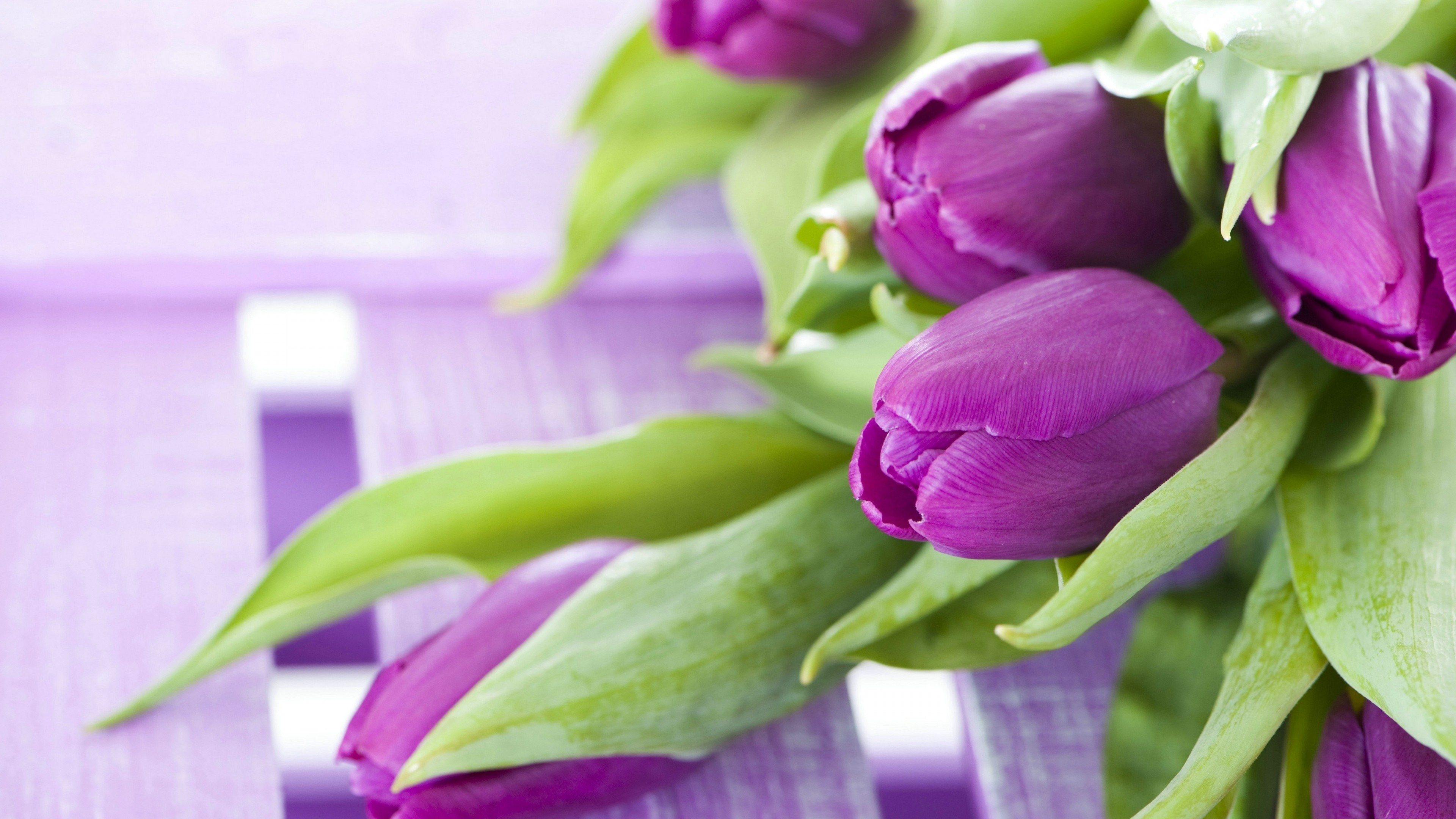 flowers, tulips, 4k, HD Wallpaper