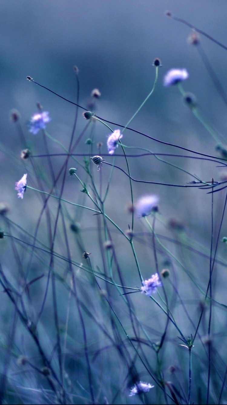 Earth Flower, 750x1334, Phone HD Wallpaper