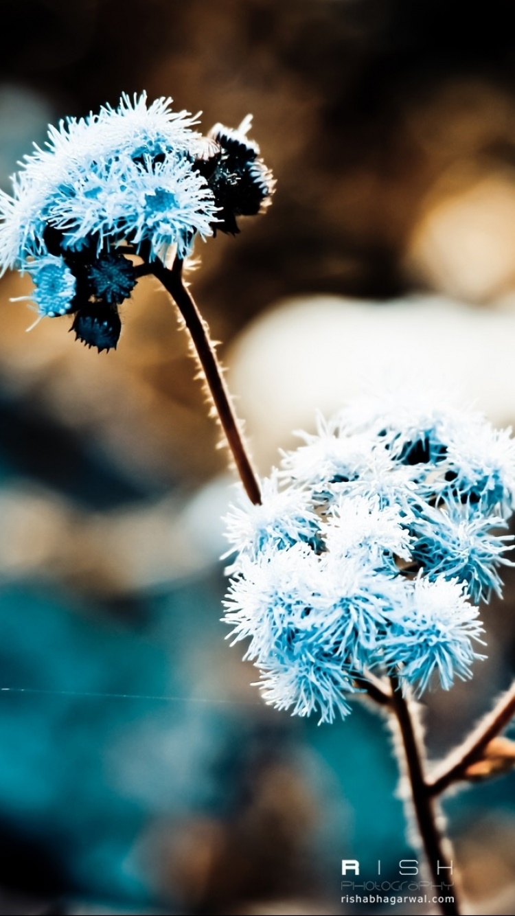 Earth Flower, 750x1334, Phone HD Wallpaper