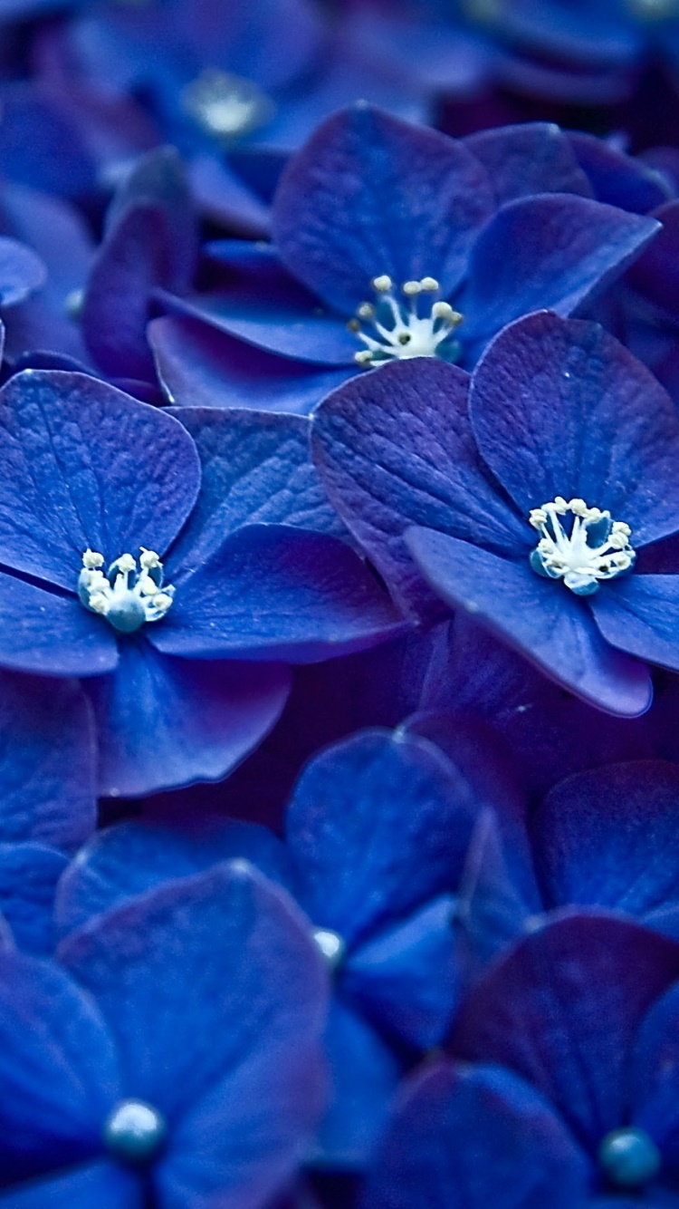Earth Flower, 750x1334, Phone HD Wallpaper
