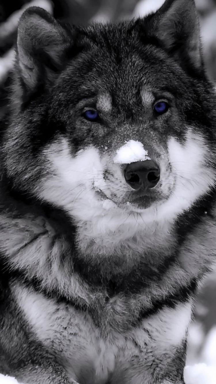 Animal Wolf, 750x1334, Phone HD Wallpaper