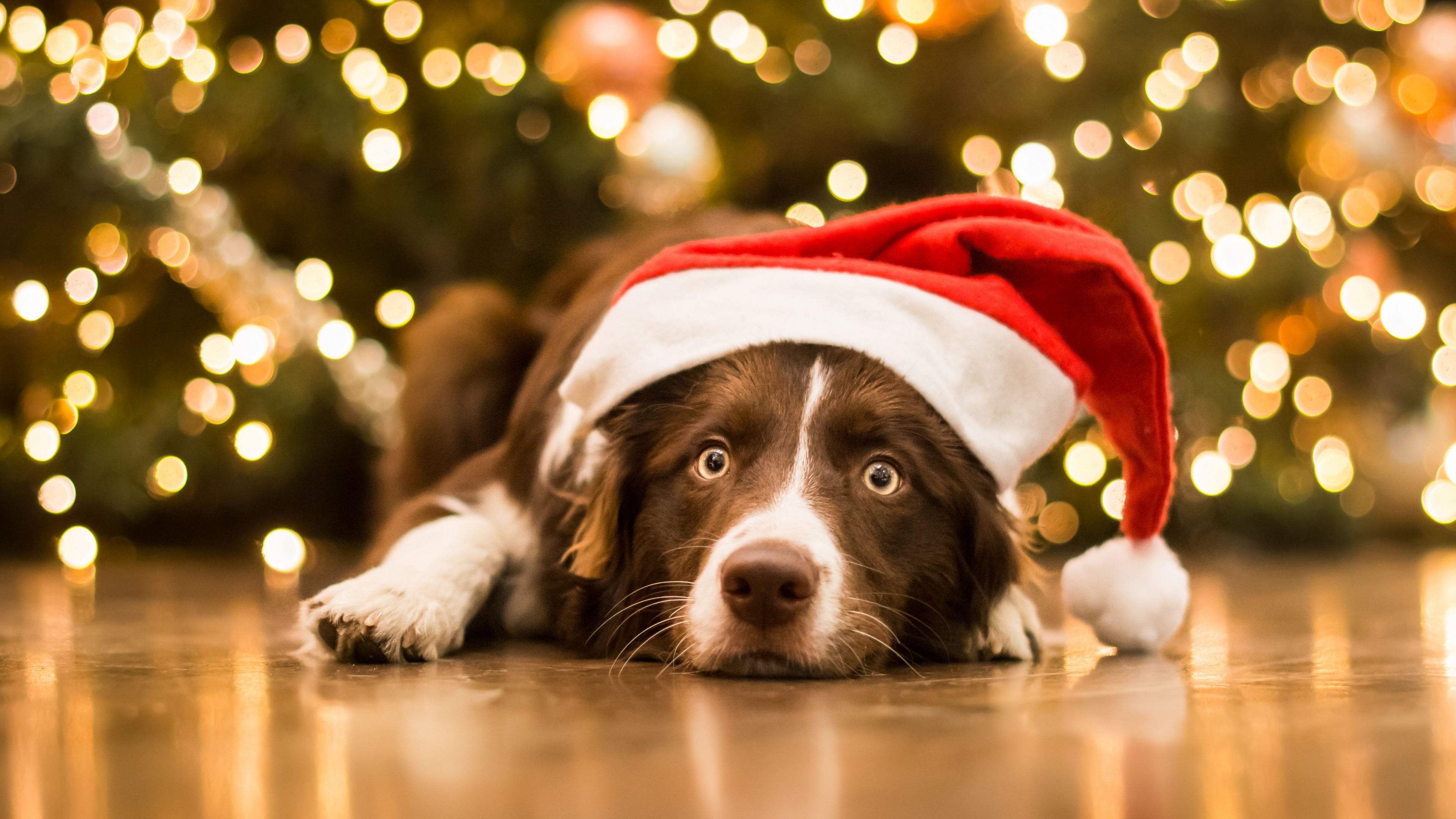 Christmas, New Year, dog, cute animals, 4K, HD Wallpaper