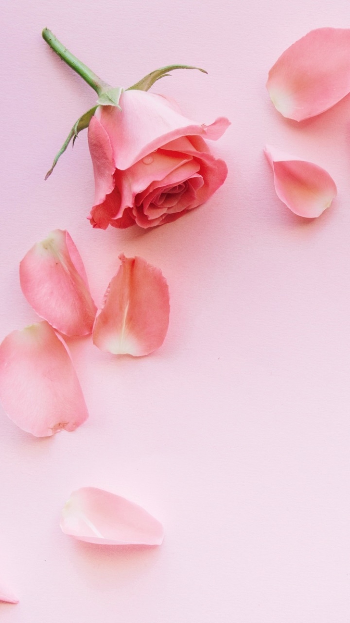 Man Made Flower, Petal, Pink Flower, Pink, Rose, 720x1280, Phone HD Wallpaper