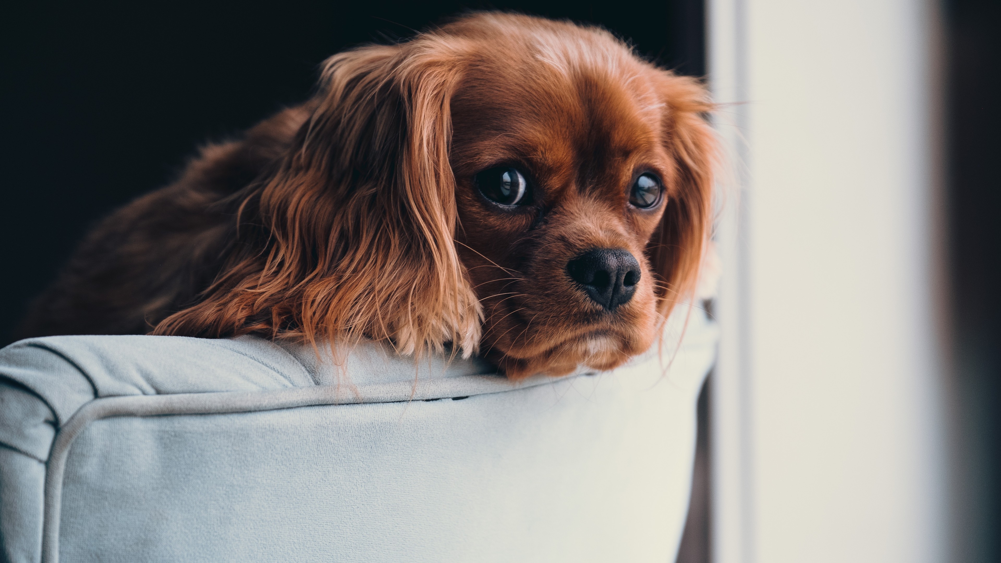 puppy, cute animals, 4K, HD Wallpaper