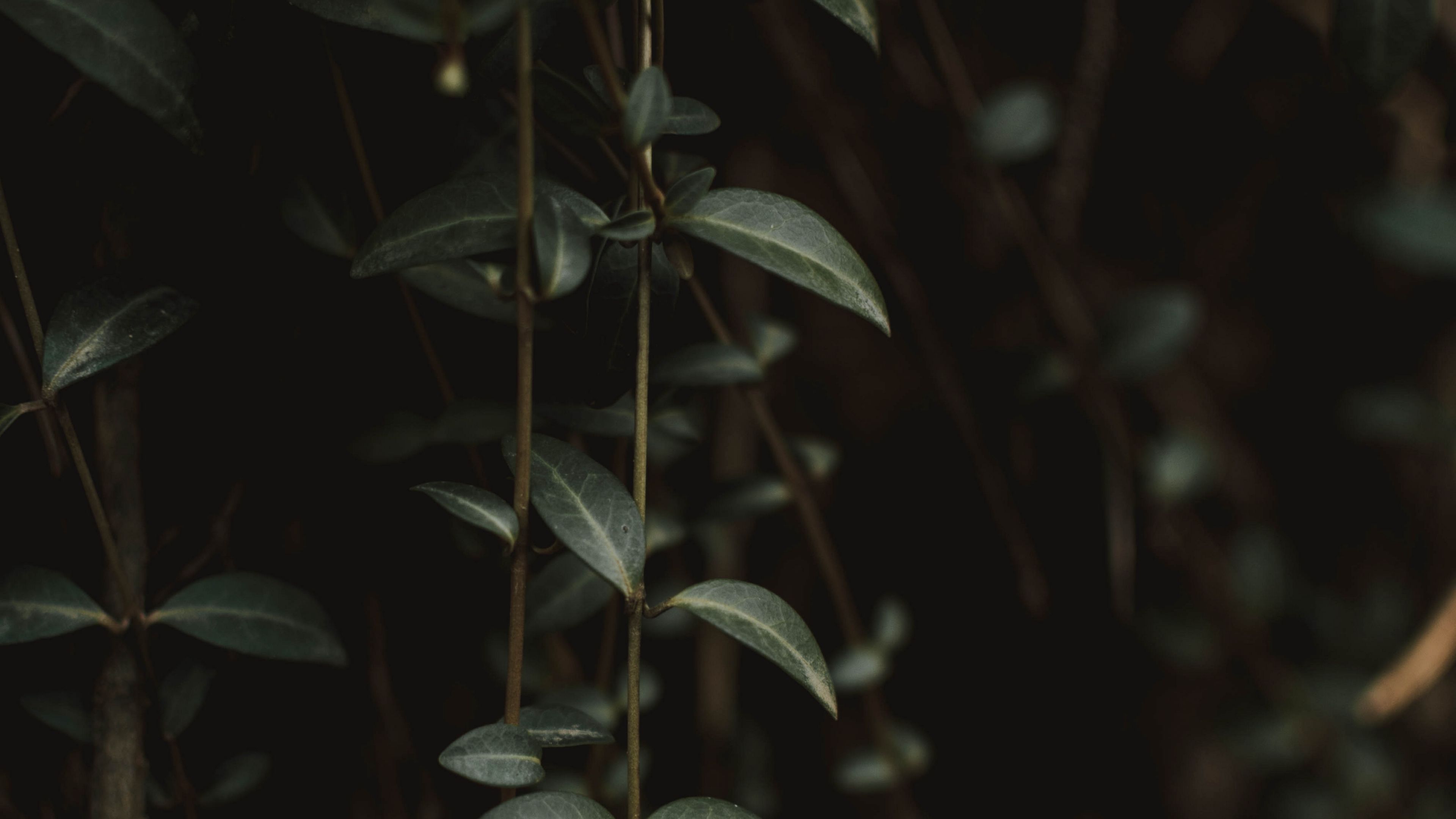 plant, leaves, green, closeup, 4k, HD Wallpaper