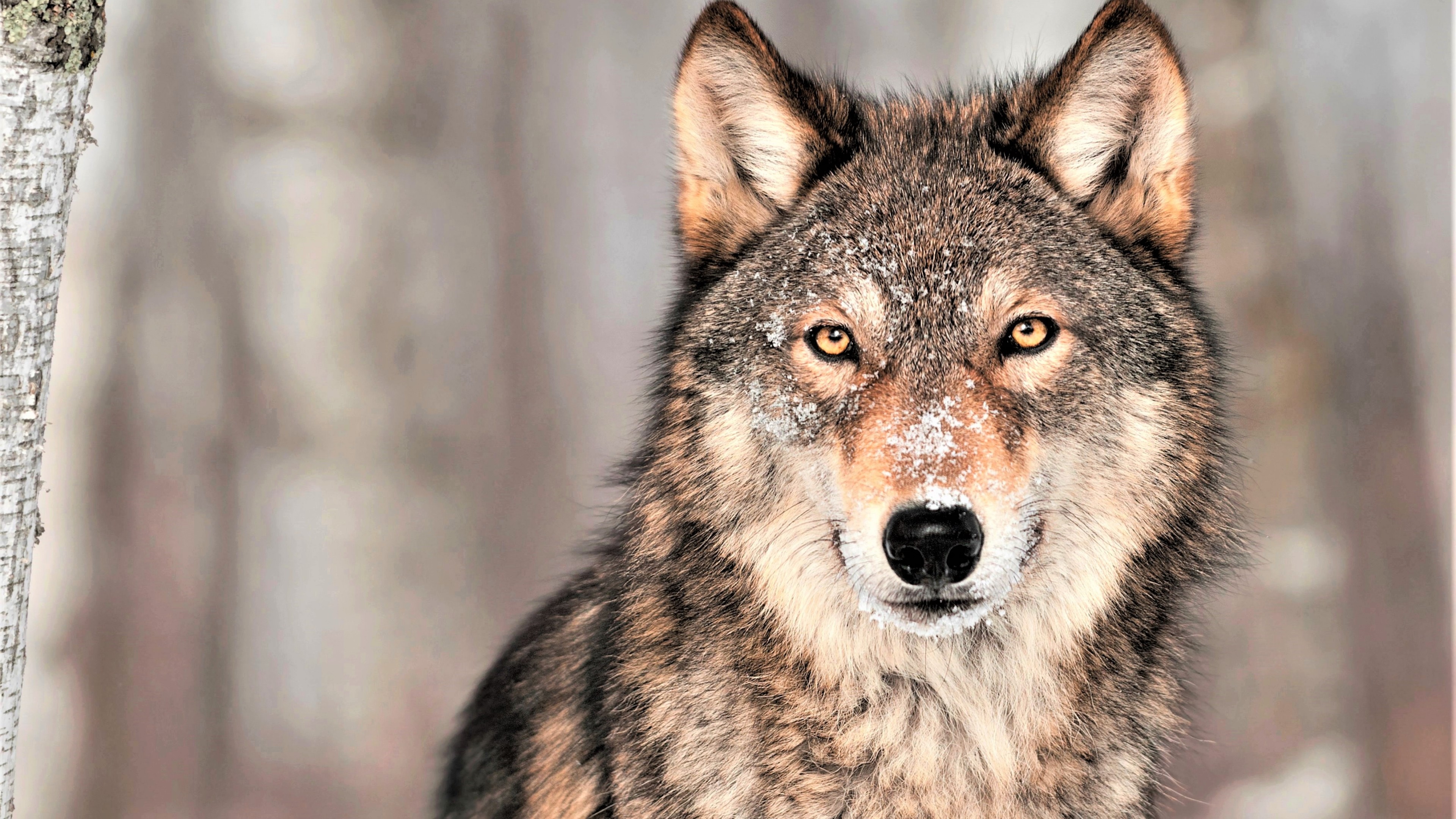 Wolf, grey, 4K, HD Wallpaper