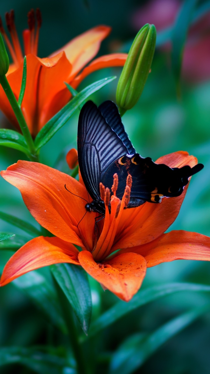 Animal Butterfly, Flower, Lily, Orange Flower, Macro, Insect, 720x1280, Phone HD Wallpaper