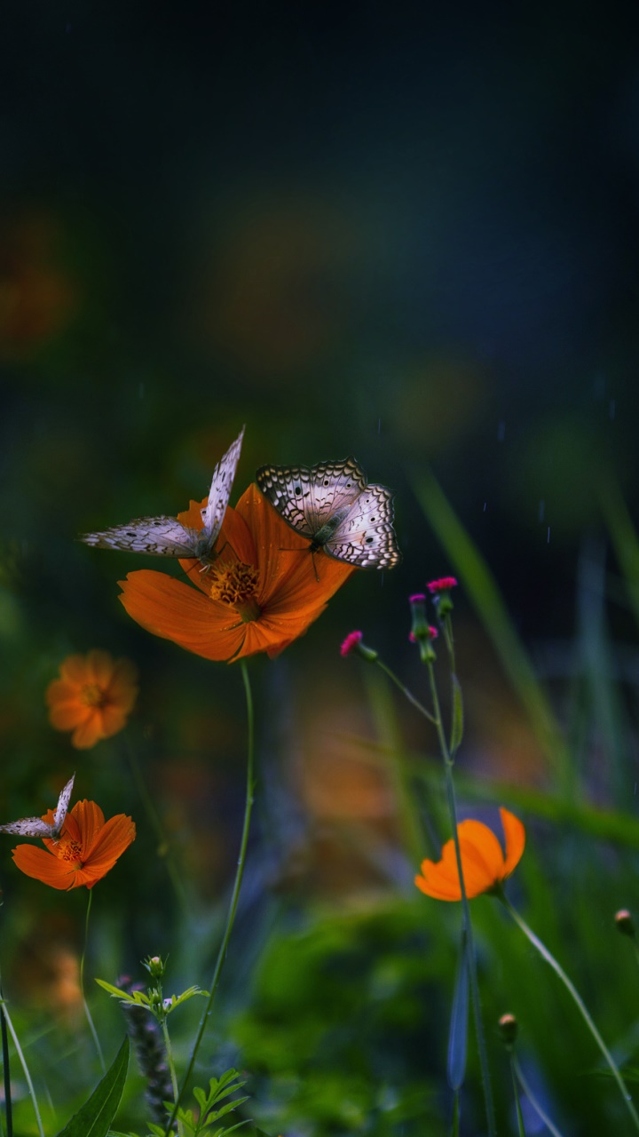 Animal Butterfly, Nature, Orange Flower, Flower, 720x1280, Phone HD Wallpaper