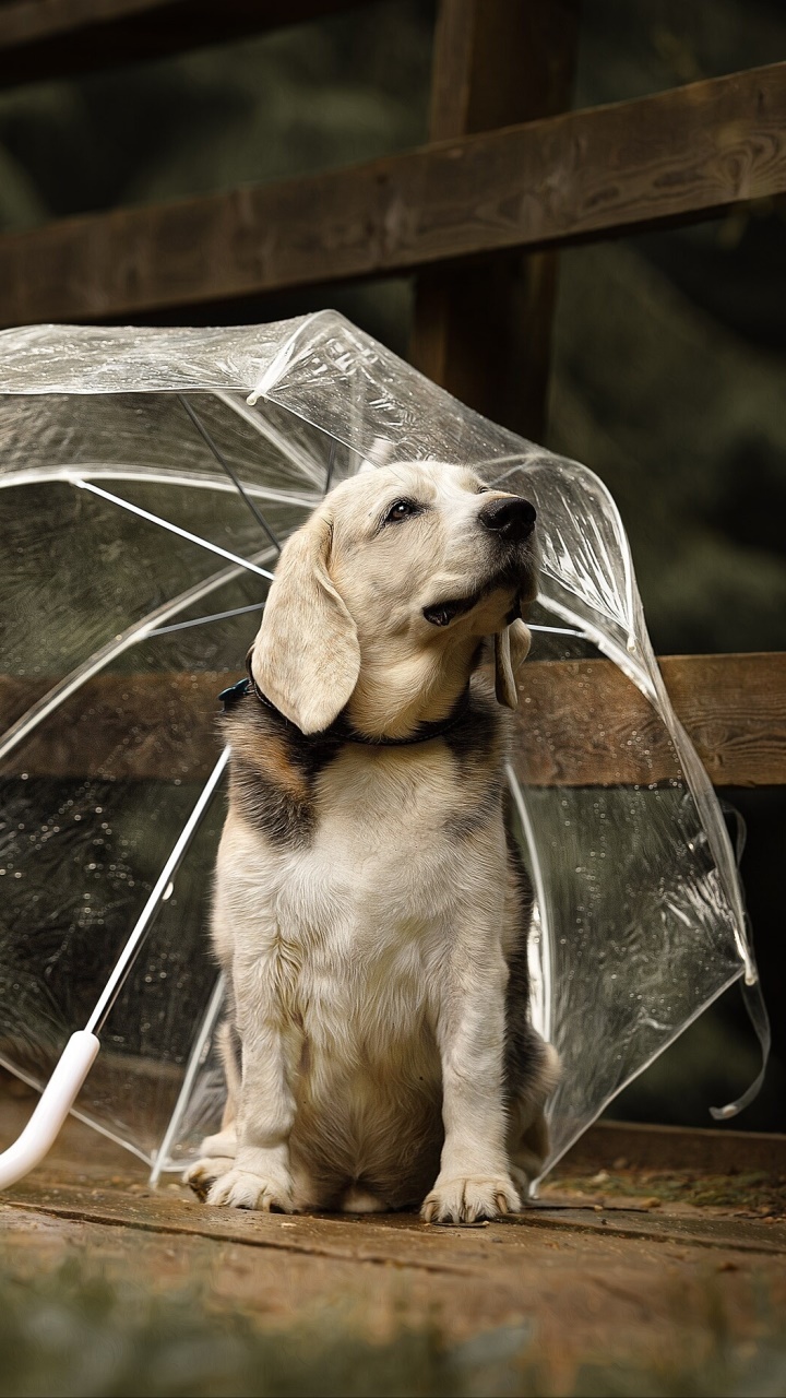 Animal Labrador Retriever, Baby Animal, Puppy, Umbrella, Dog, 720x1280, Phone HD Wallpaper