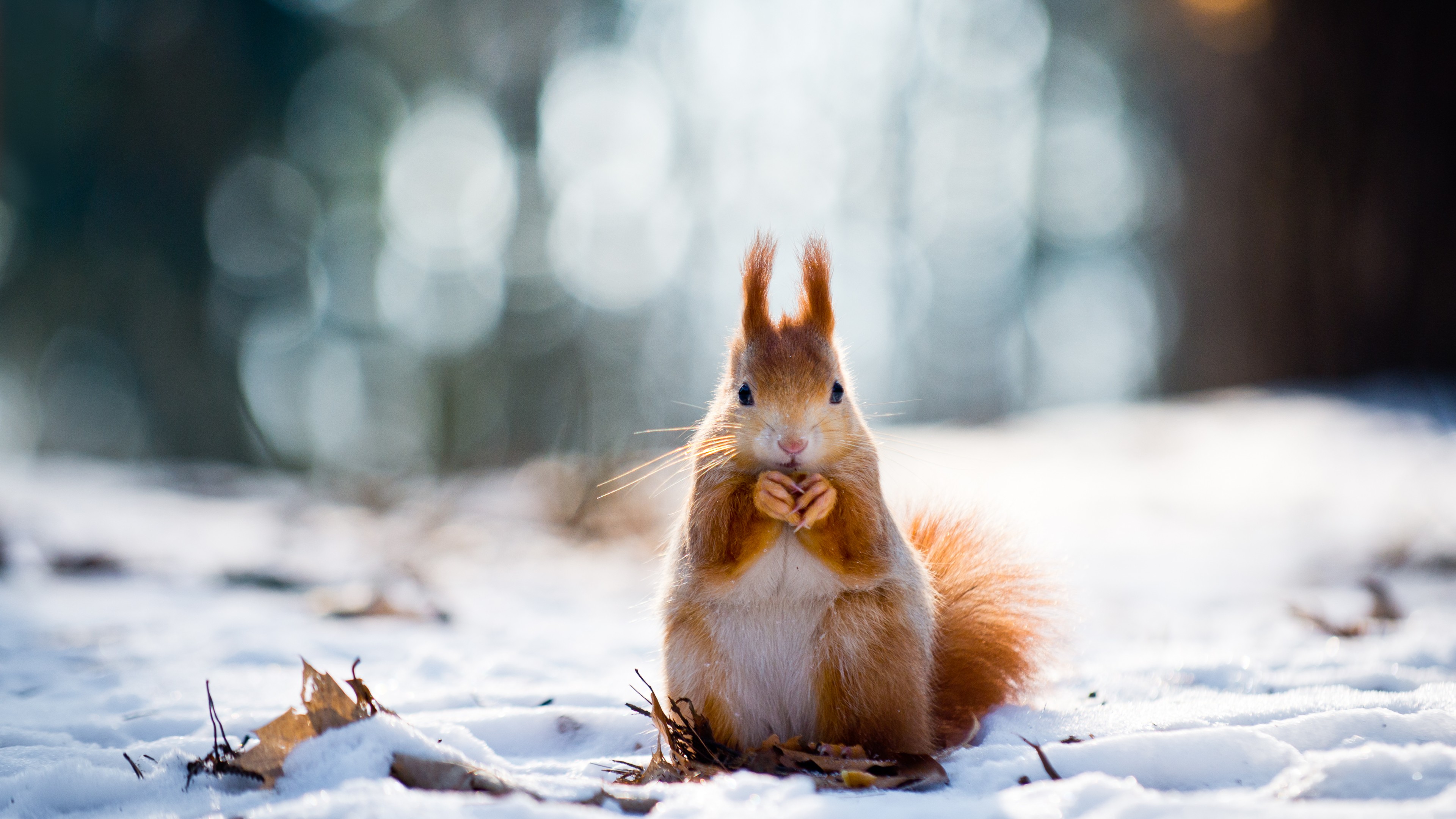 squirrel, cute animals, snow, winter, 4k, HD Wallpaper