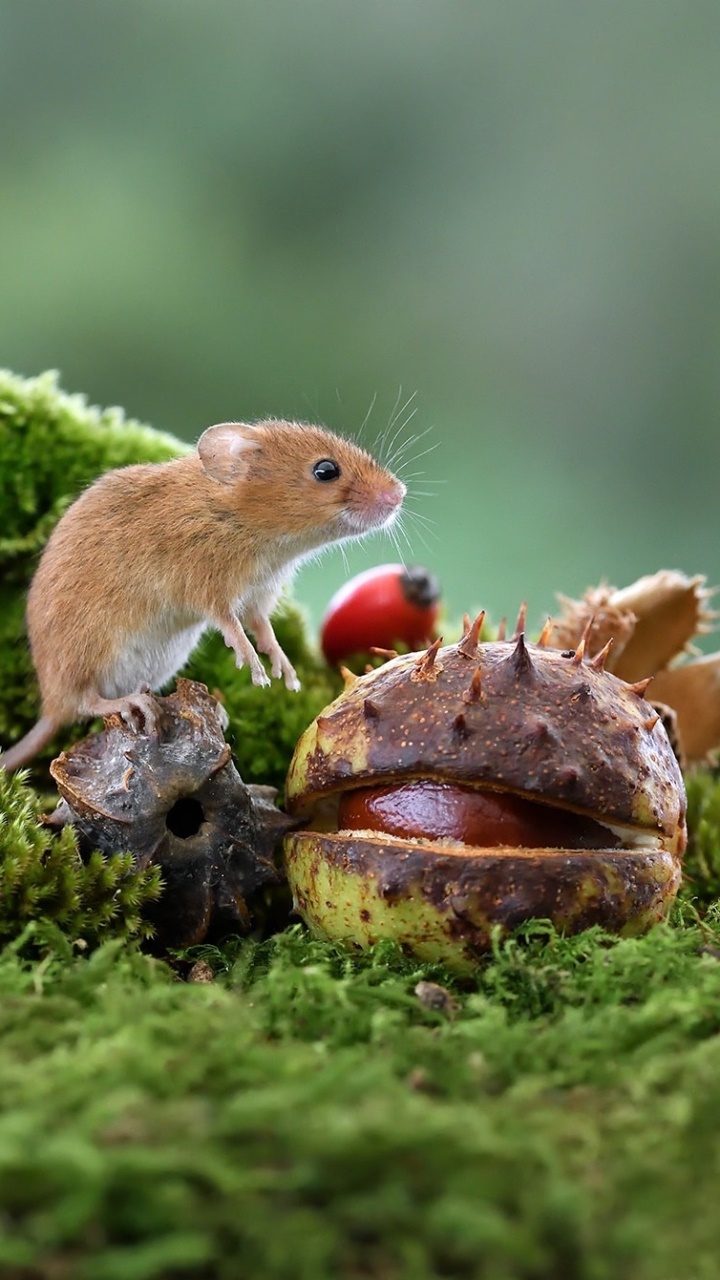 Animal Mouse, Close-up, Moss, Fall, 720x1280, Phone HD Wallpaper