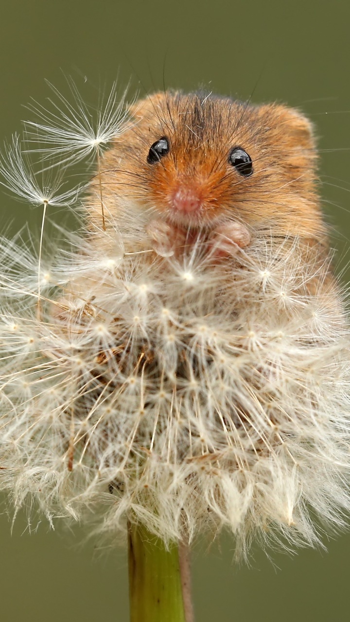 Animal Mouse, Macro, Rodent, Dandelion, 720x1280, Phone HD Wallpaper