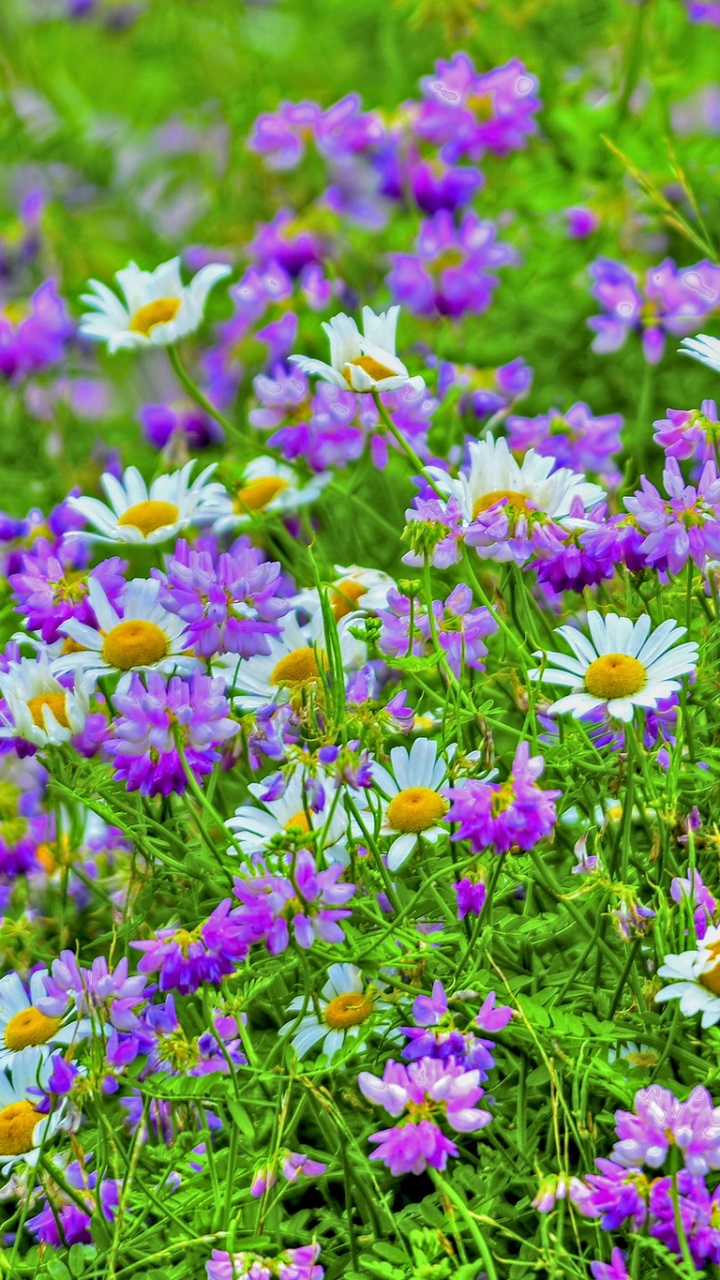 Earth Flower, Daisy, Purple Flower, White Flower, 720x1280, Phone HD Wallpaper
