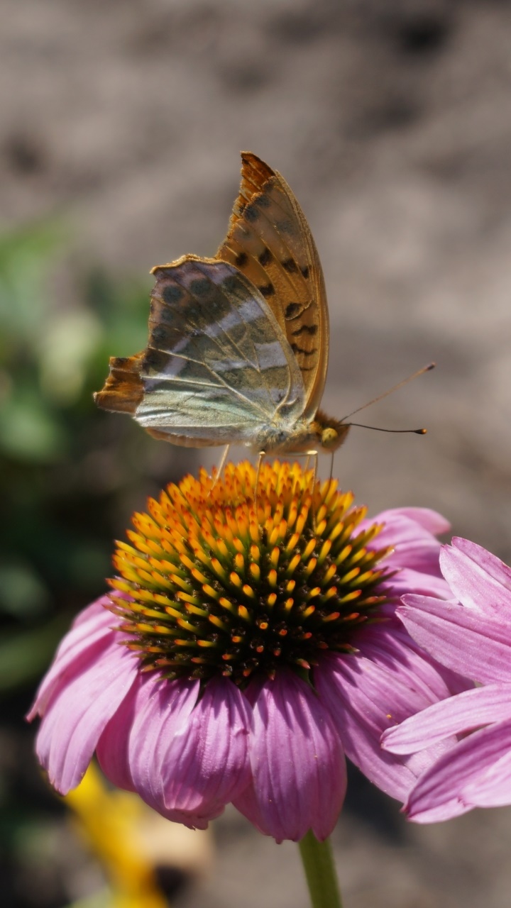 Animal Butterfly, Echinacea, Insect, Flower, Macro, 720x1280, Phone HD Wallpaper