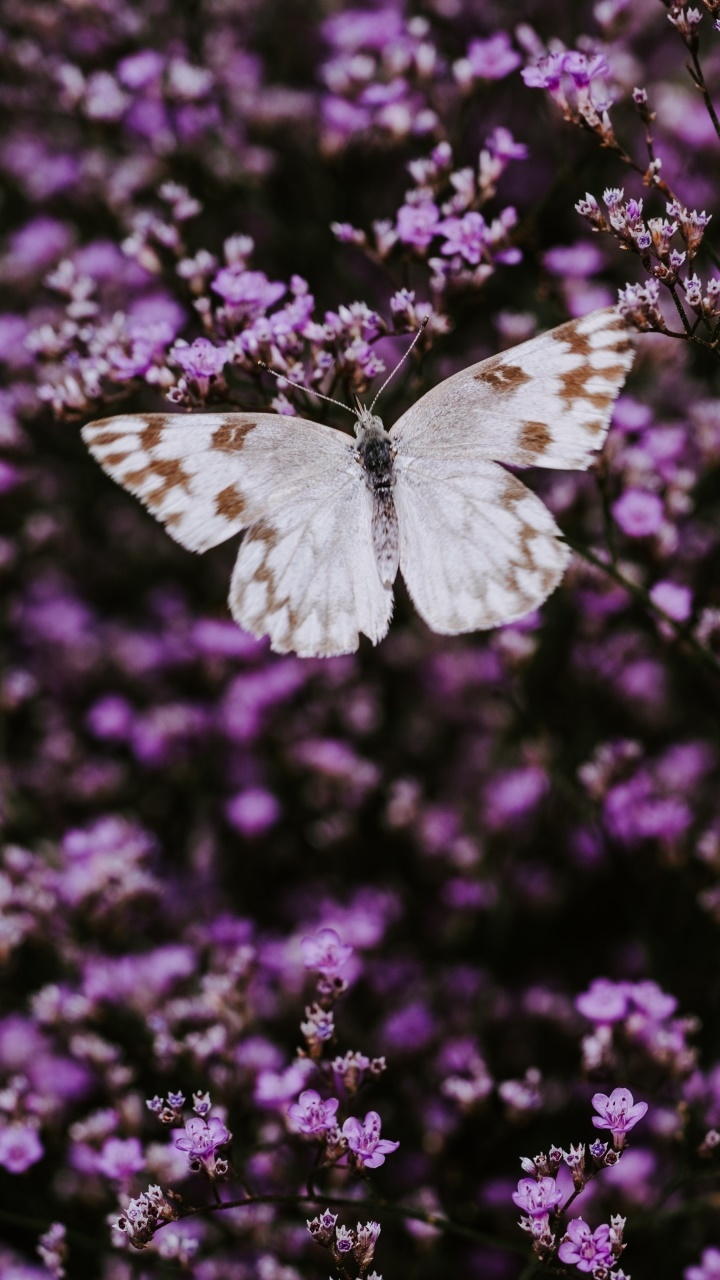Animal Butterfly, Macro, Pink Flower, Insect, Flower, 720x1280, Phone HD Wallpaper