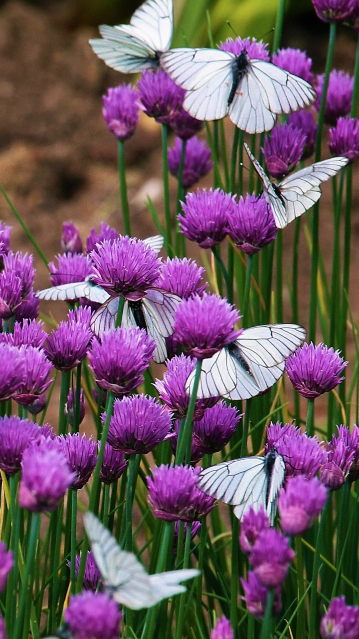 Animal Butterfly, Purple Flower, Flower, 720x1280, Phone HD Wallpaper