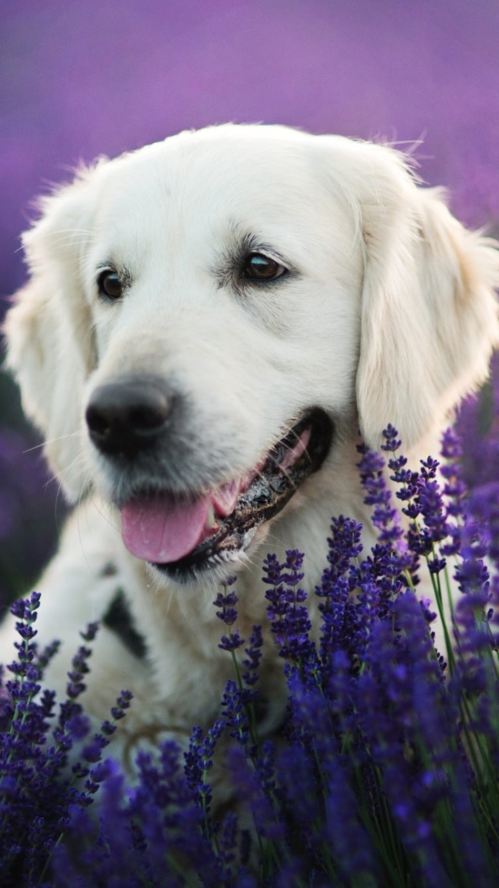 Animal Labrador Retriever, Dog, Purple Flower, Lavender, 720x1280, Phone HD Wallpaper