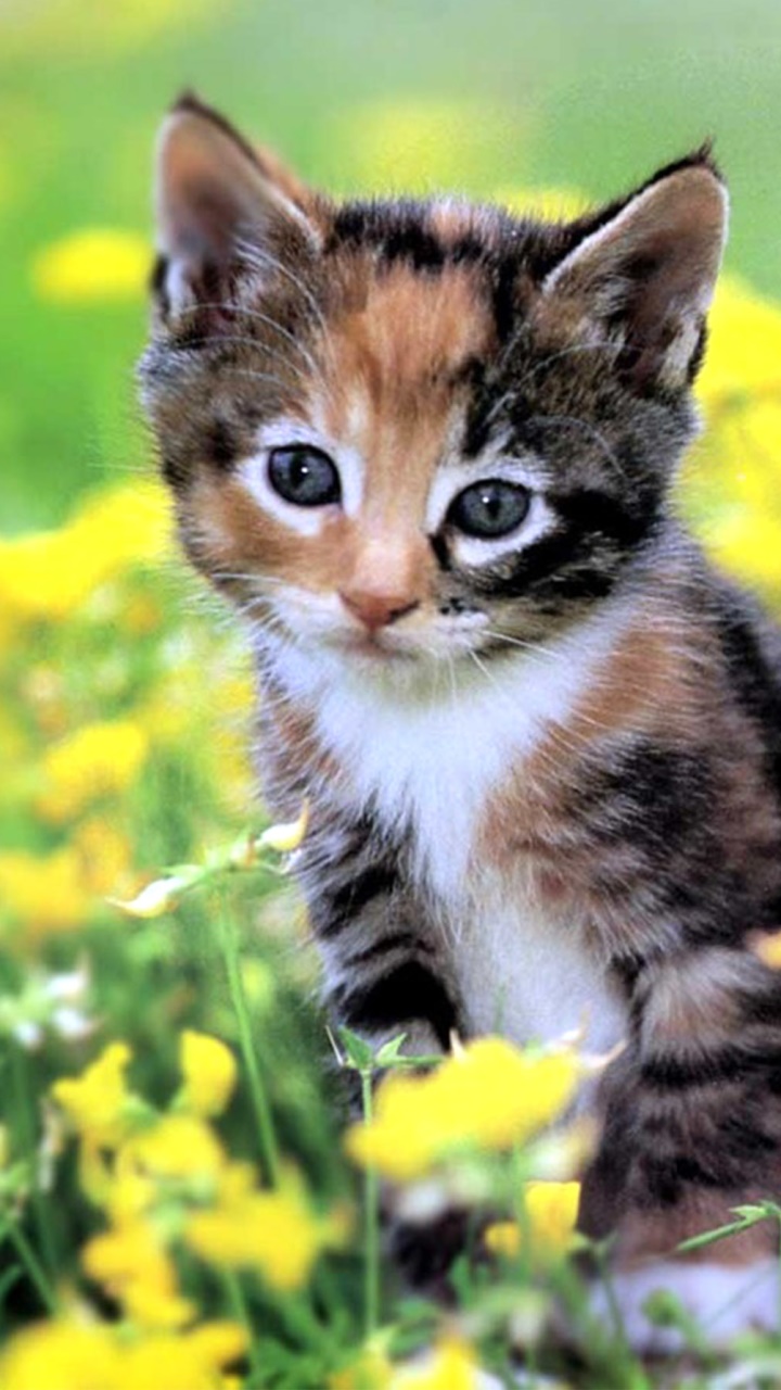Animal Cat, Close-up, Cute, Kitten, 720x1280, Phone HD Wallpaper