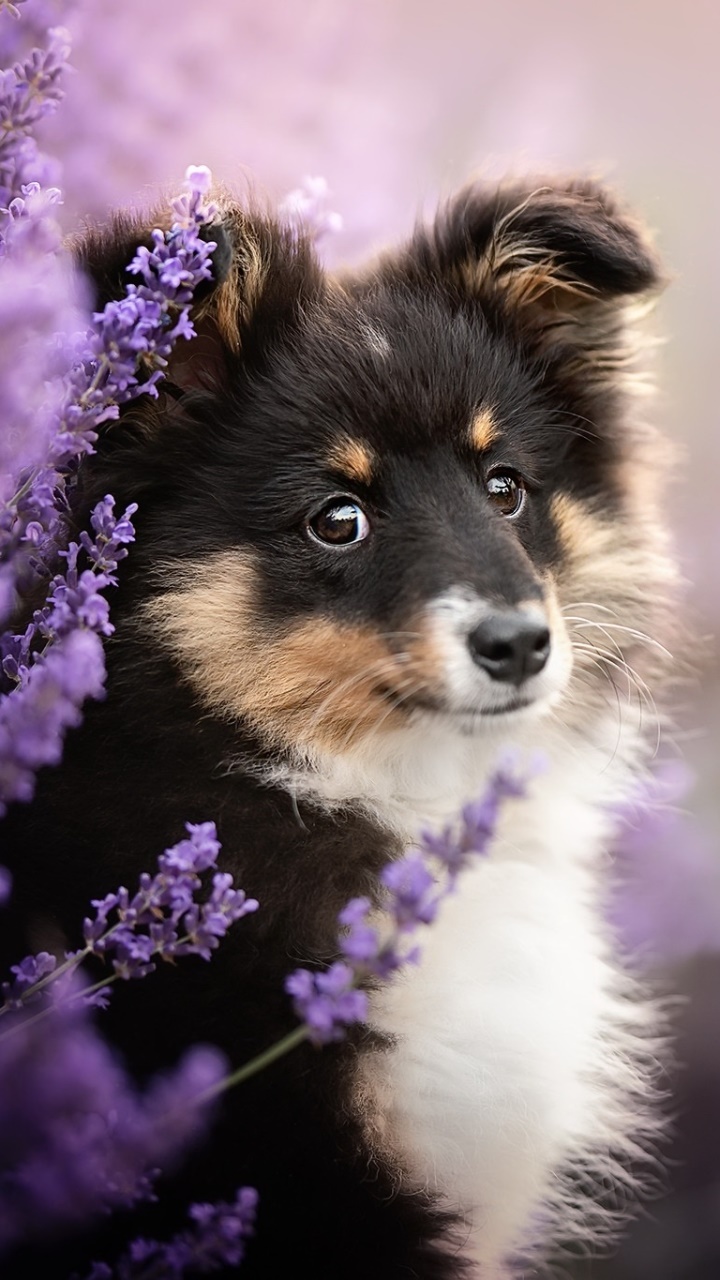 Animal Puppy, Purple Flower, Baby Animal, Dog, 720x1280, Phone HD Wallpaper