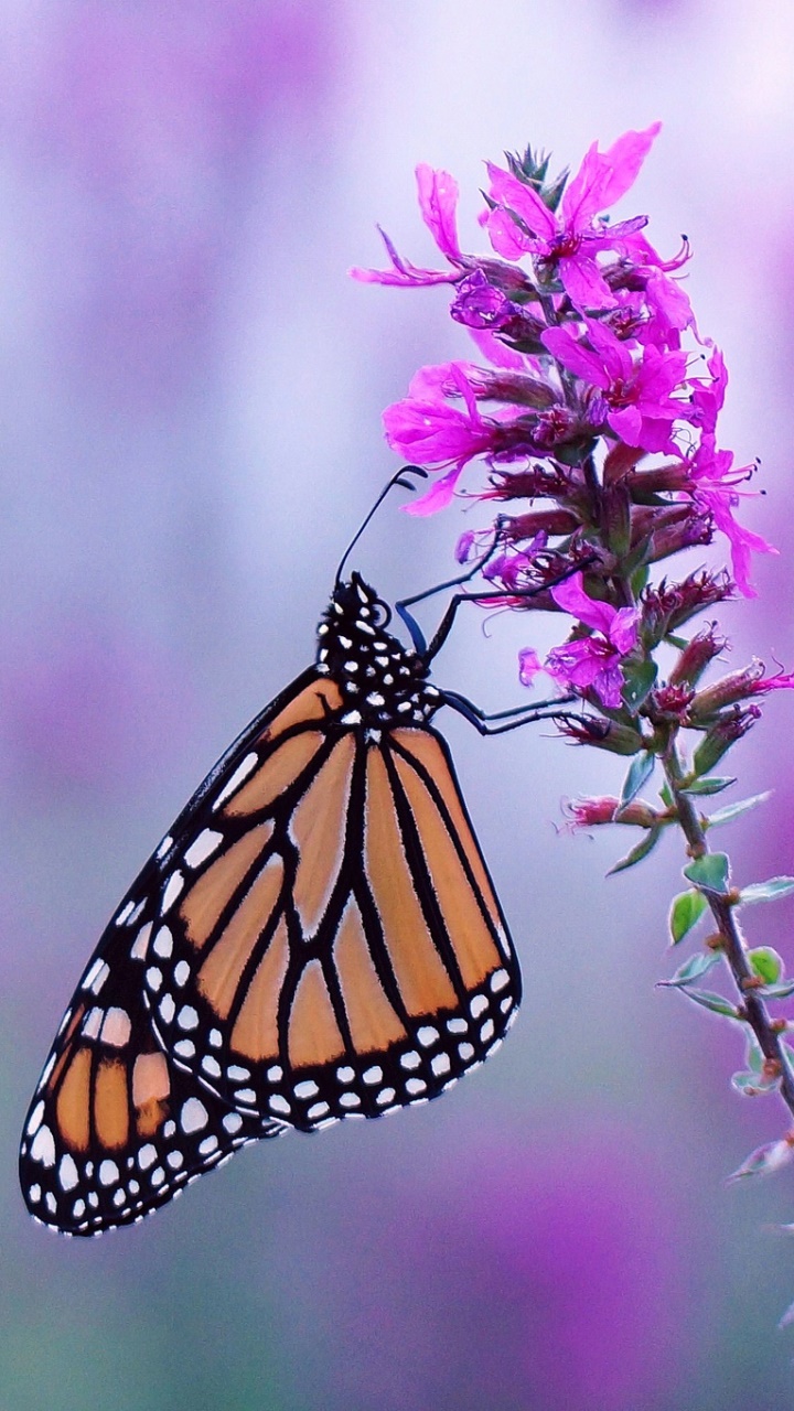 Animal Butterfly, Insect, Monarch Butterfly, Blur, Flower, Purple Flower, 720x1280, Phone HD Wallpaper