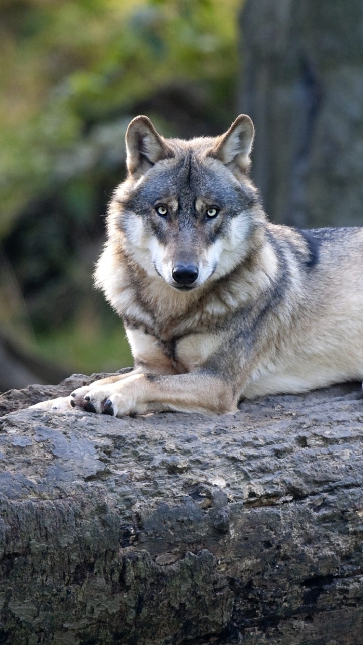 Animal Wolf, 720x1280, Phone HD Wallpaper