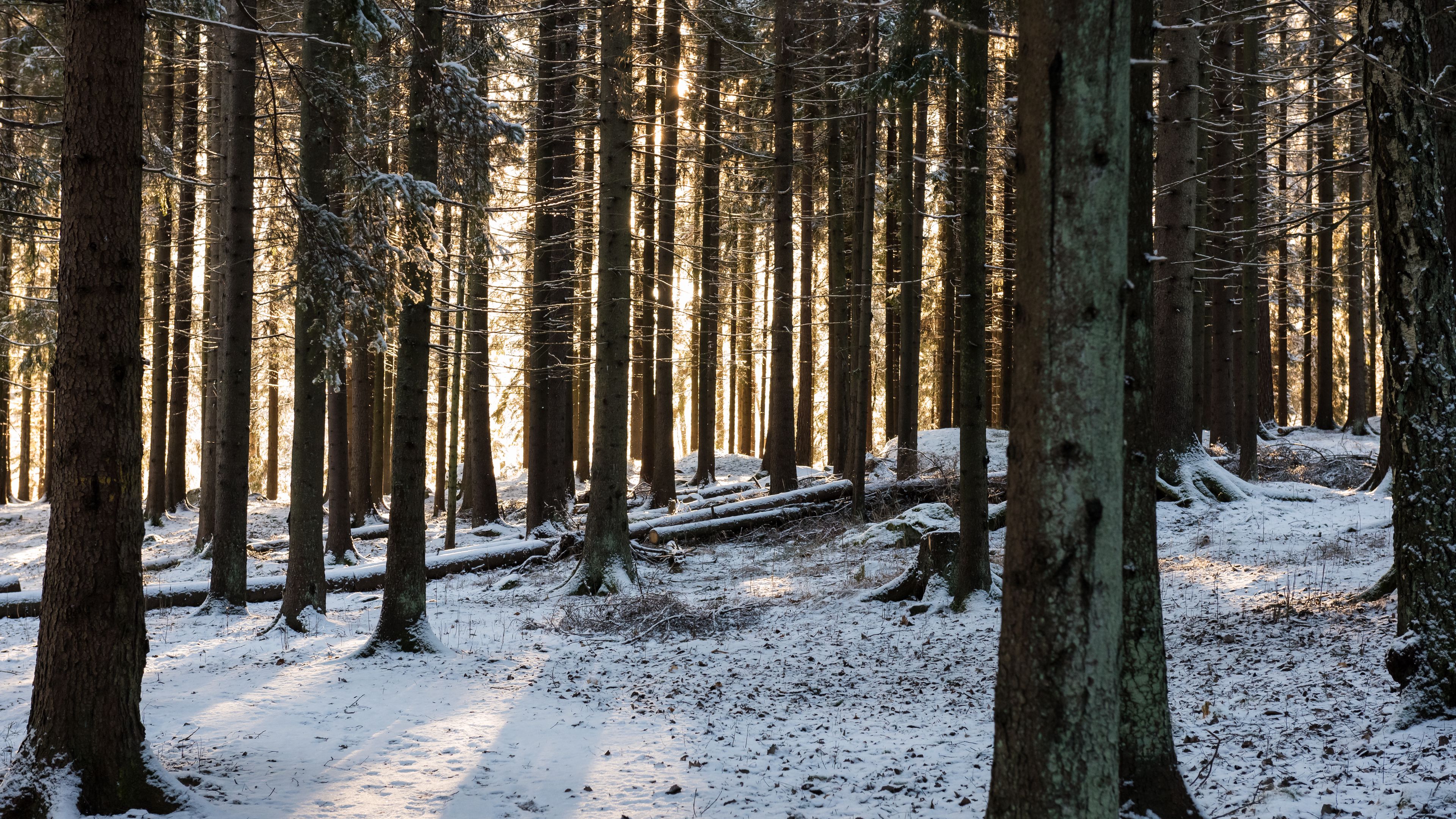 forest, sun rays, snow, winter, 4k, HD Wallpaper