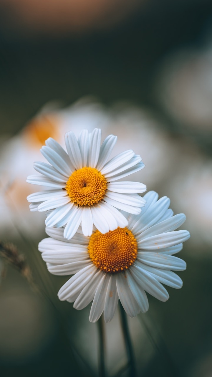 Earth Flower, Nature, Blur, White Flower, 720x1280, Phone HD Wallpaper
