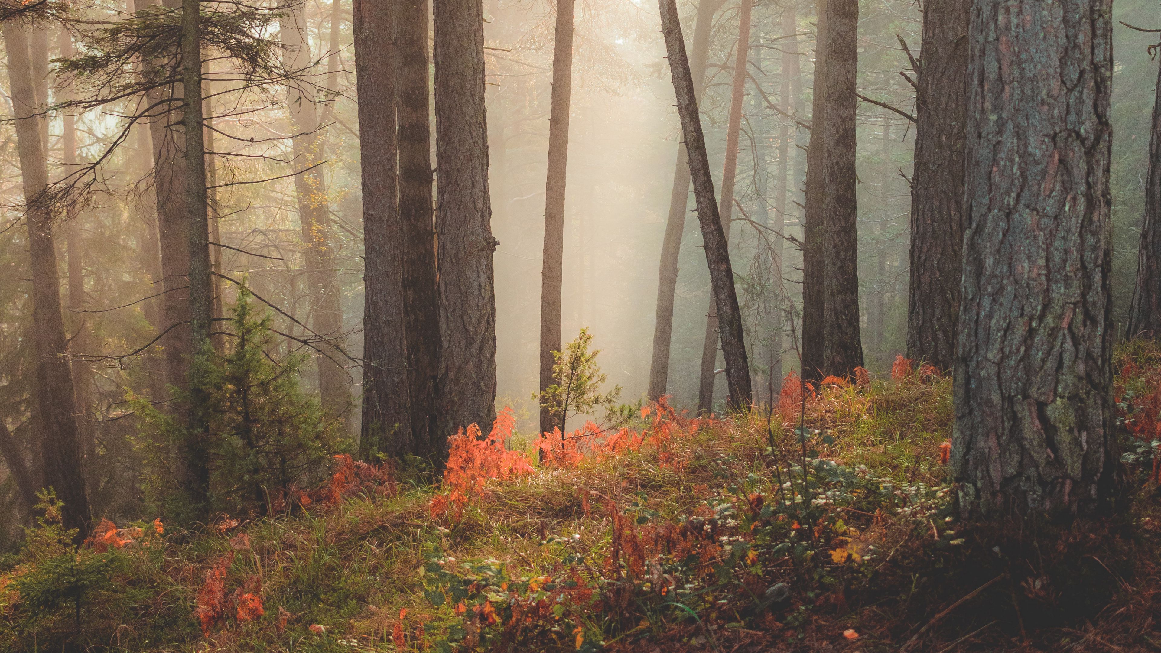 forest, trees, sun rays, 4k, HD Wallpaper