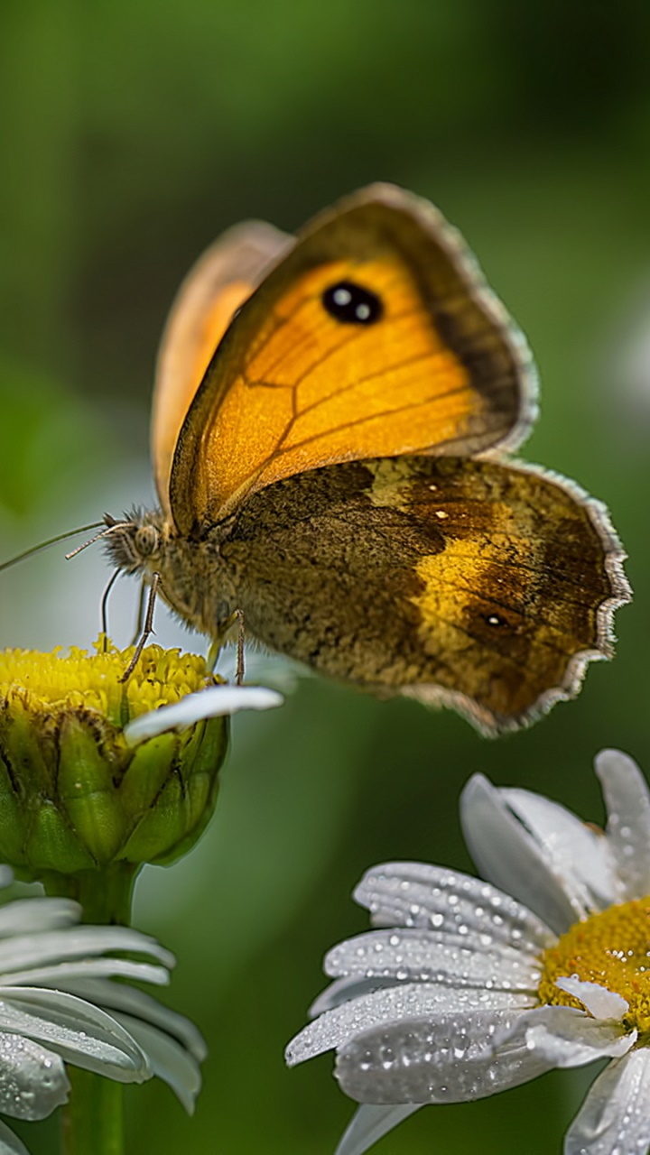 Animal Butterfly, Flower, Daisy, Dew Drop, Macro, Close-up, 720x1280, Phone HD Wallpaper