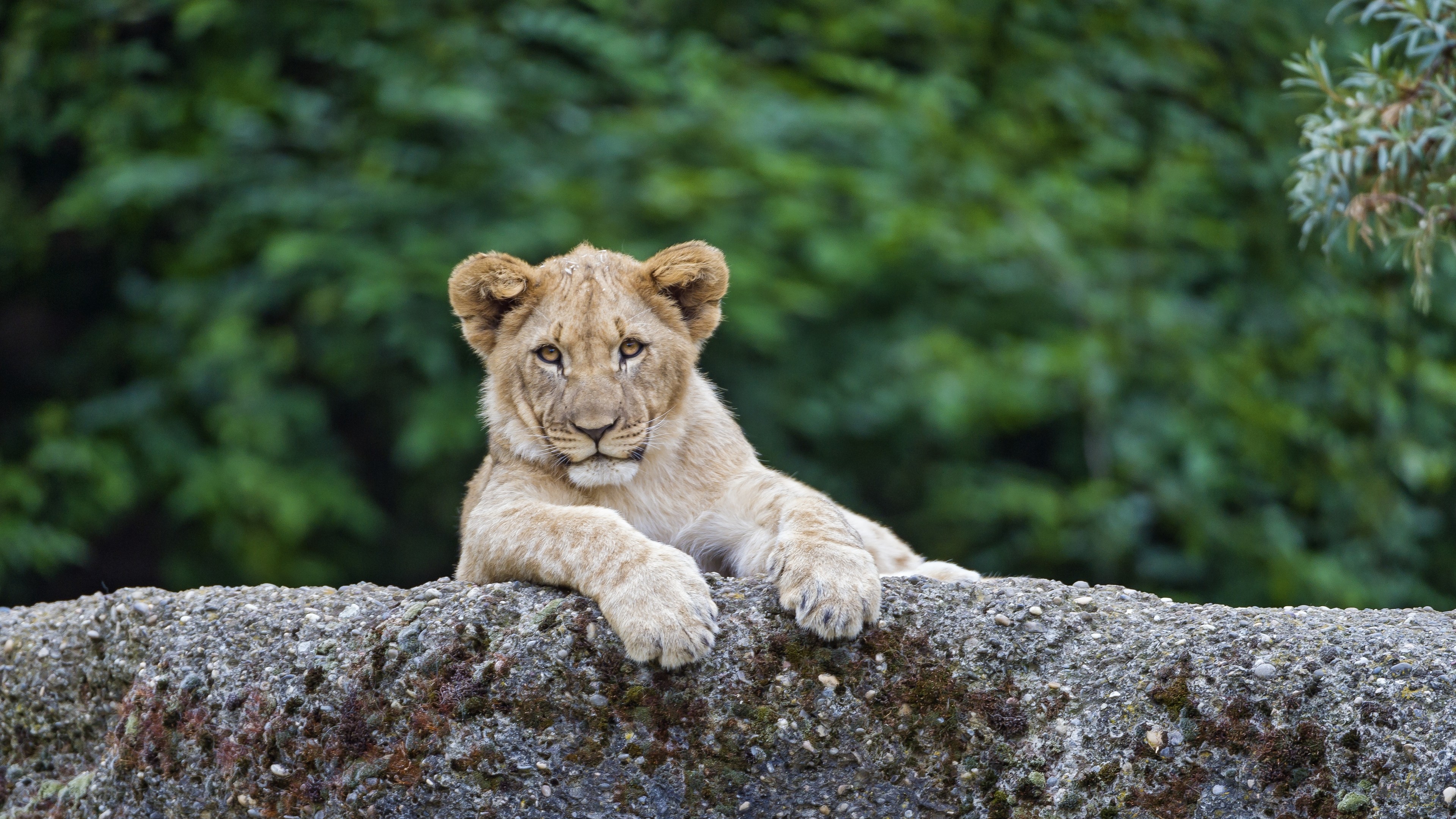 lion, cute animals, 4K, HD Wallpaper