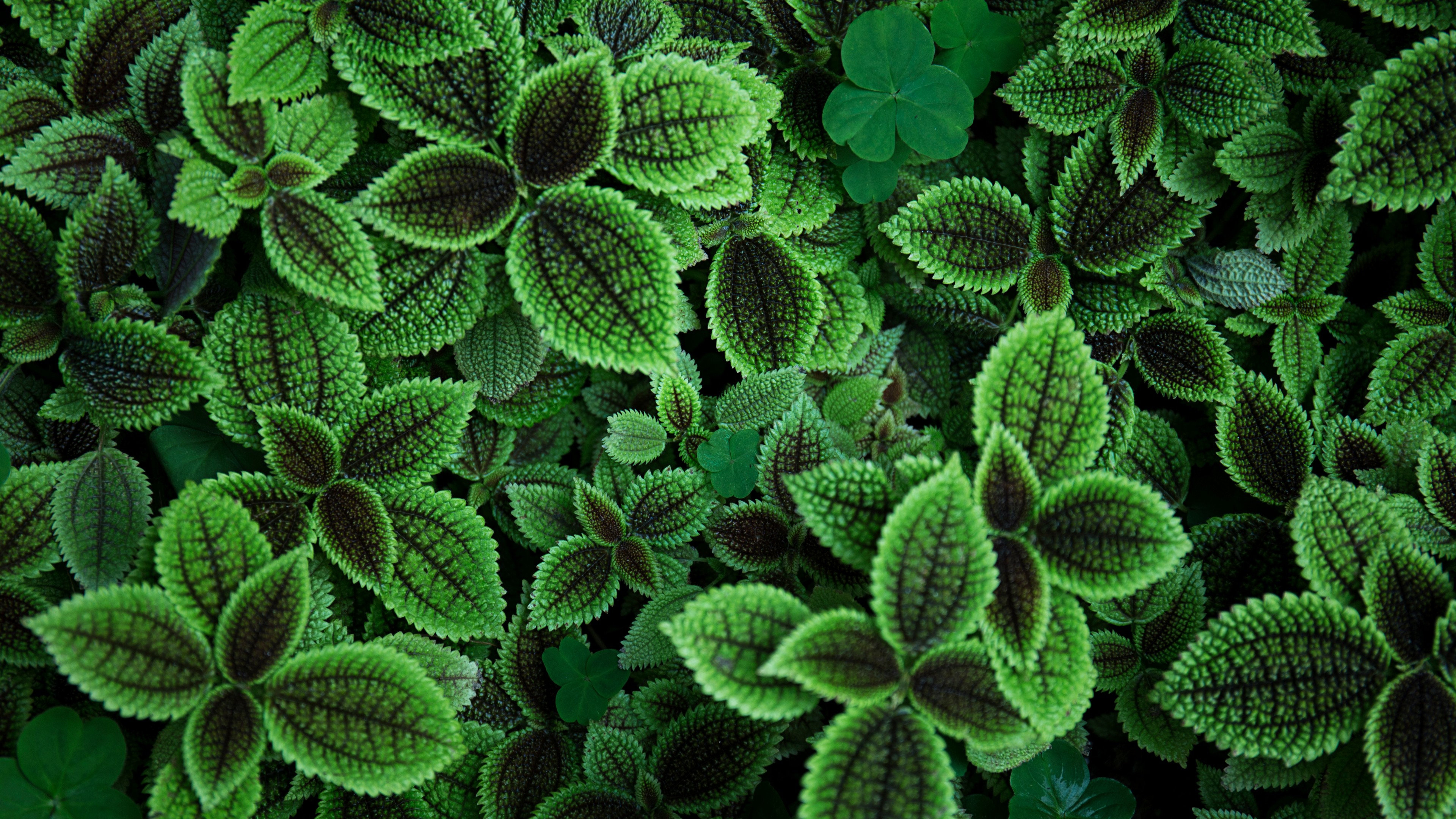 leaves, green, 4K, HD Wallpaper