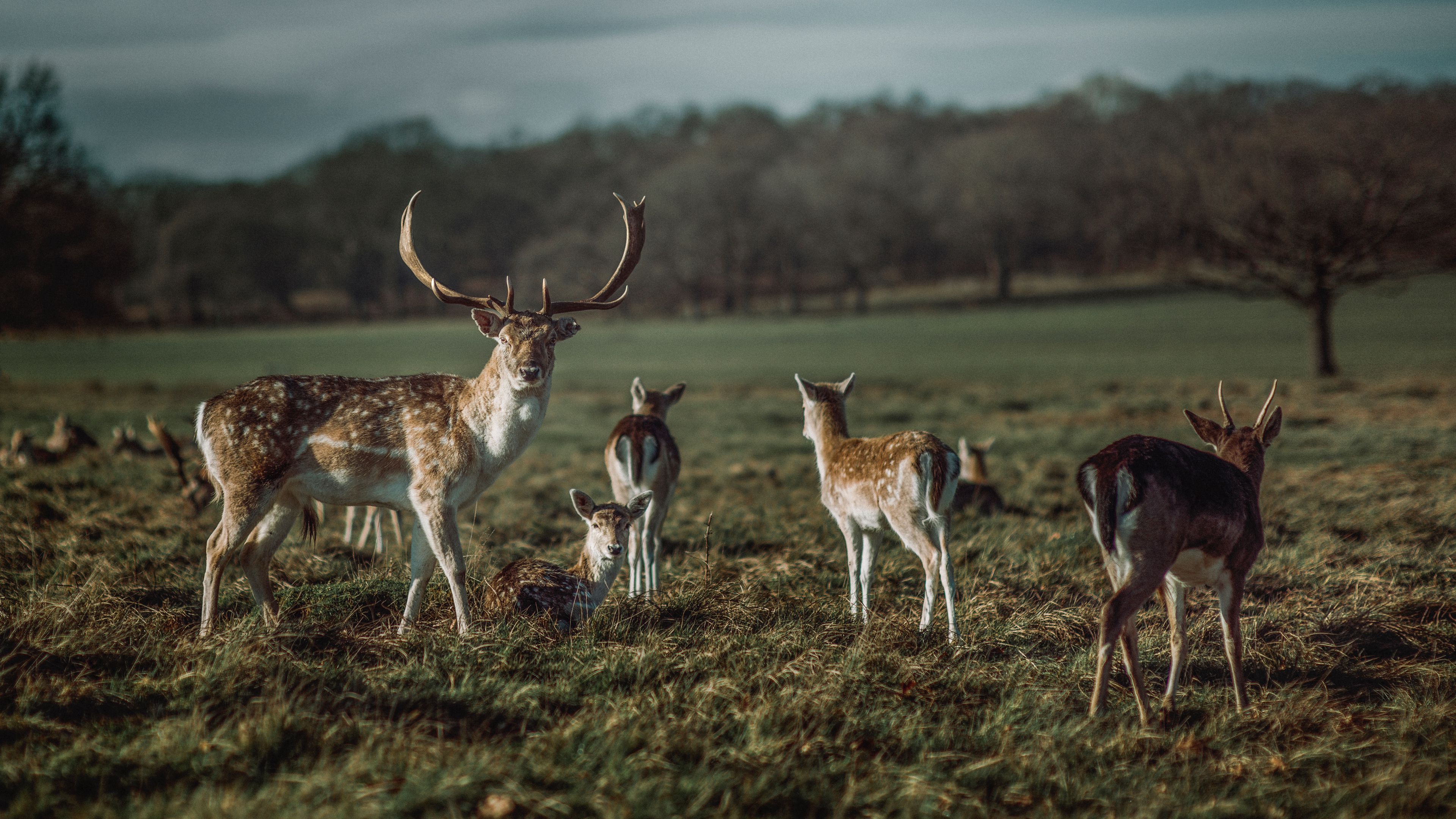 deer, horns, herbivore, animal, 4k, HD Wallpaper