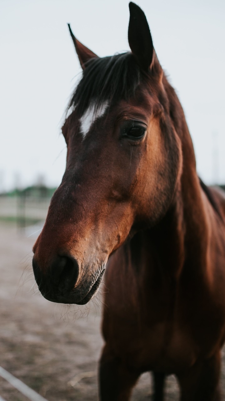 Animal Horse, Depth Of Field, 720x1280, Phone HD Wallpaper