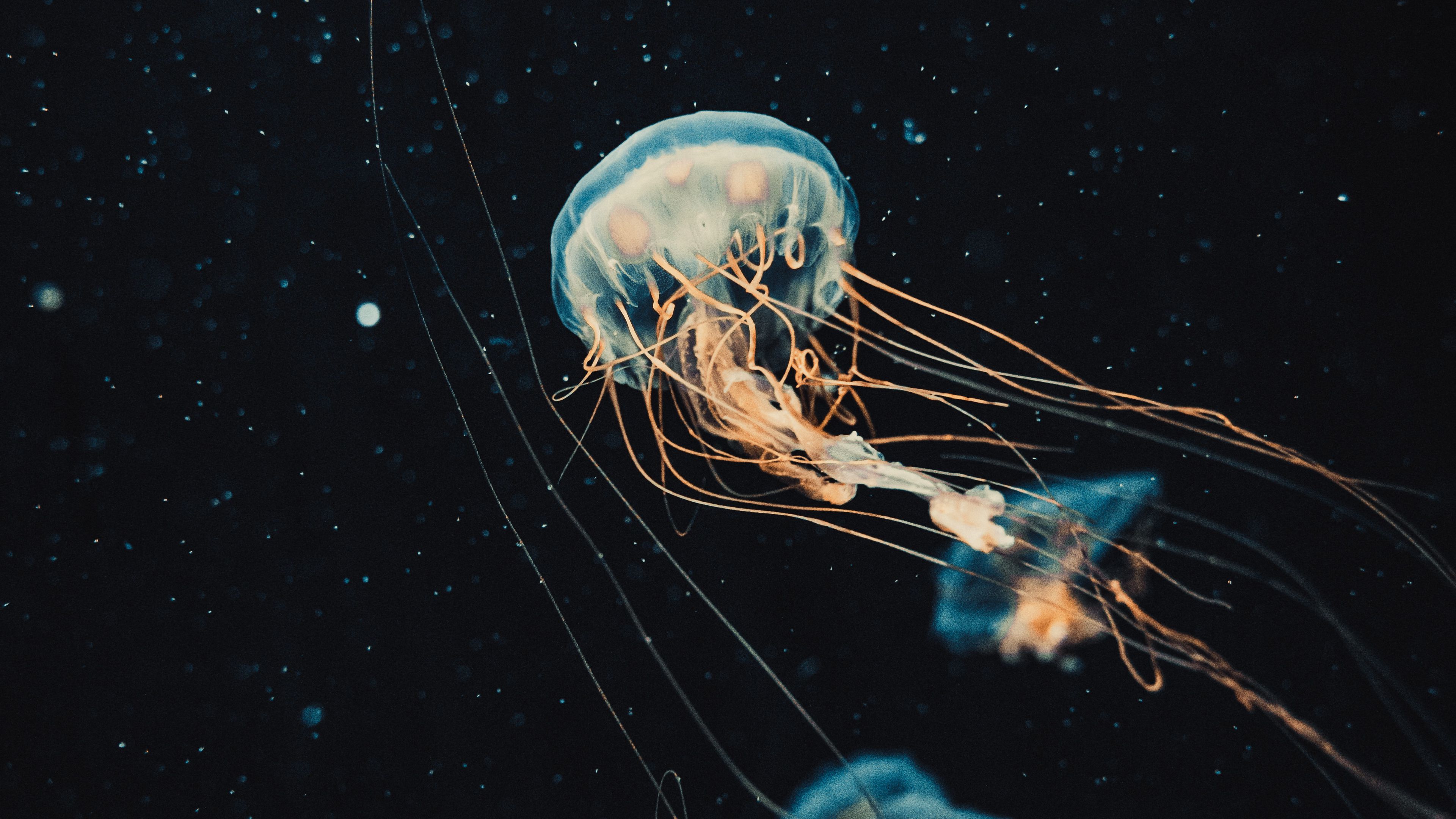 jellyfish, tentacles, water, beautiful, dark, 4k, HD Wallpaper