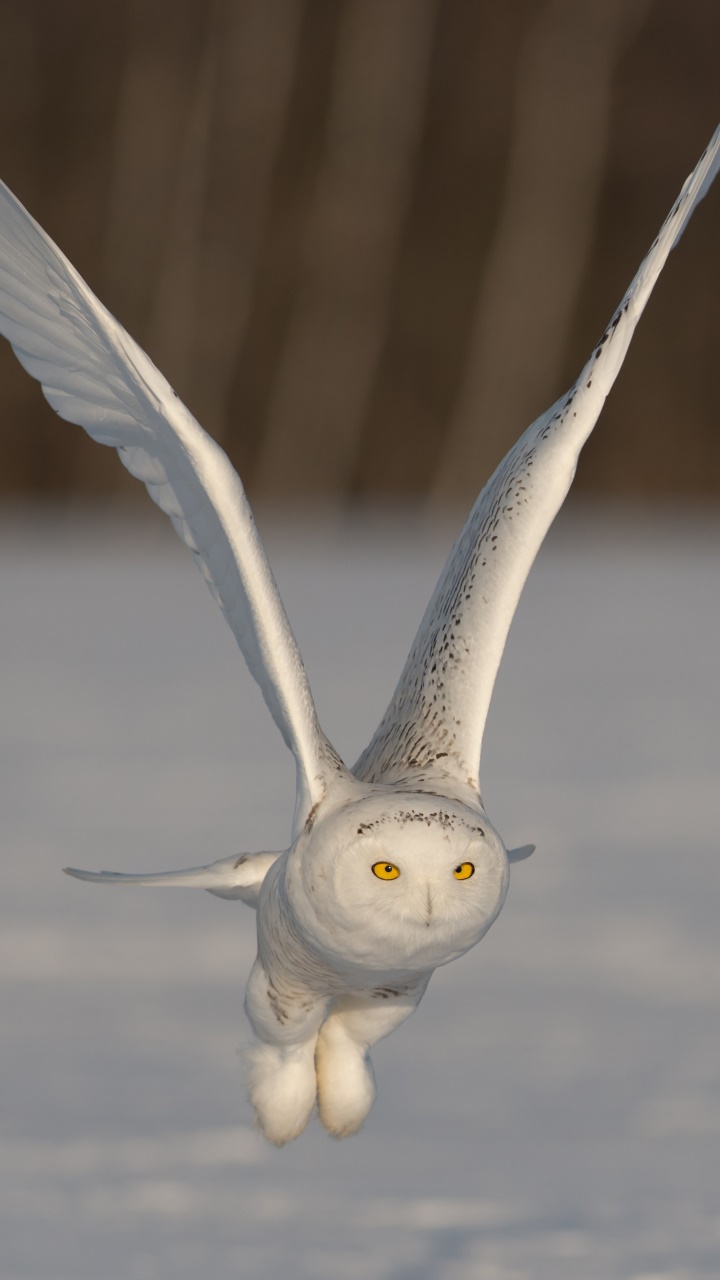 Animal Snowy Owl, Owl, Bird, 720x1280, Phone HD Wallpaper