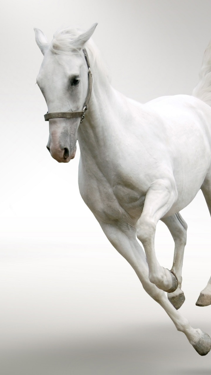 Animal Horse, 720x1280, Phone HD Wallpaper