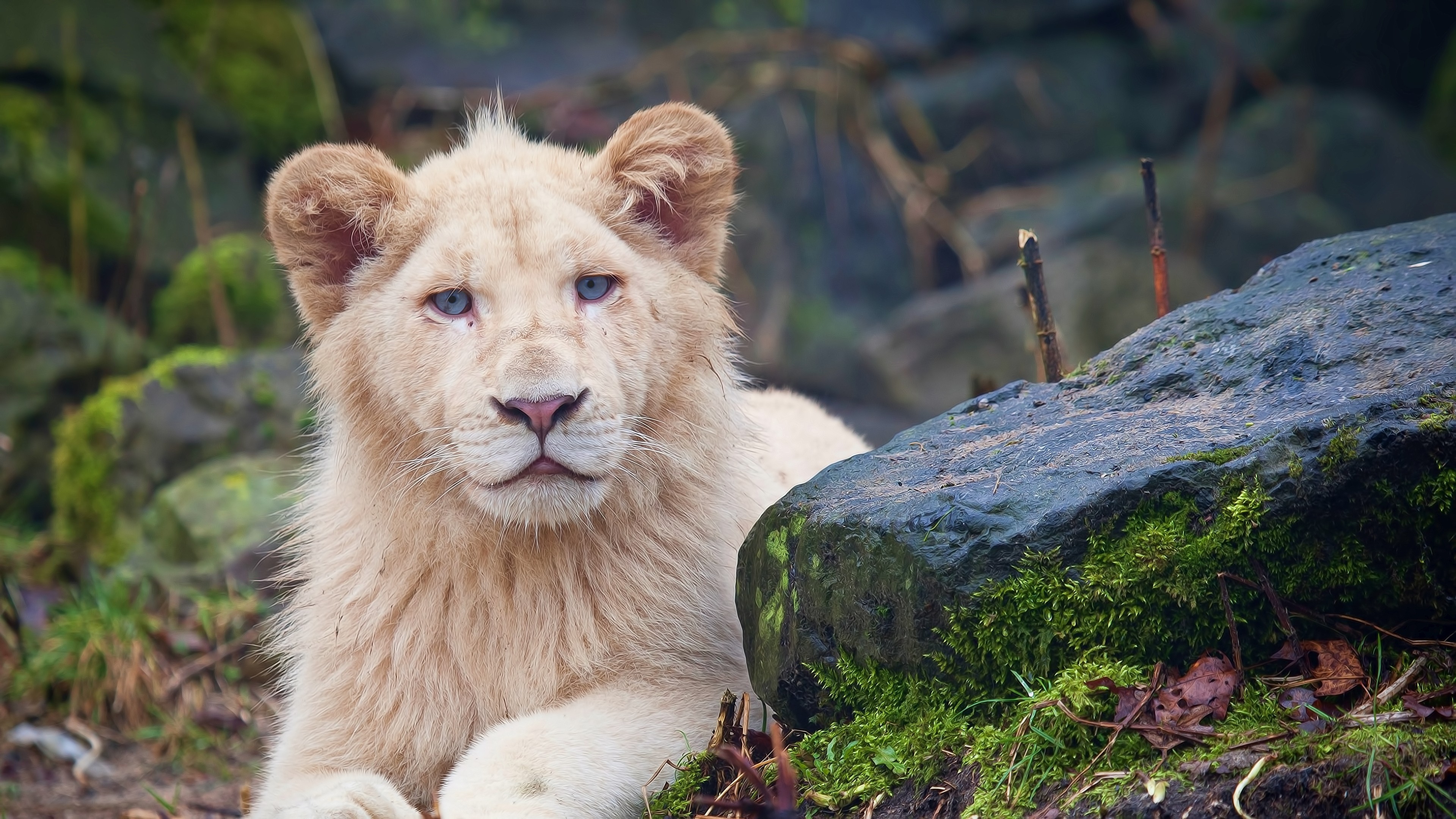 lion, animals, hd, 4k, HD Wallpaper