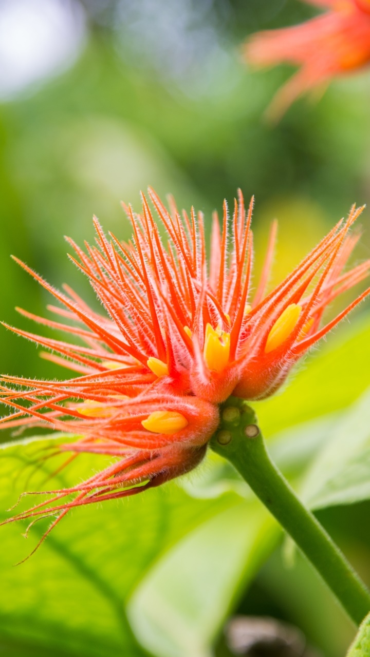 Earth Flower, Nature, Orange Flower, 720x1280, Phone HD Wallpaper