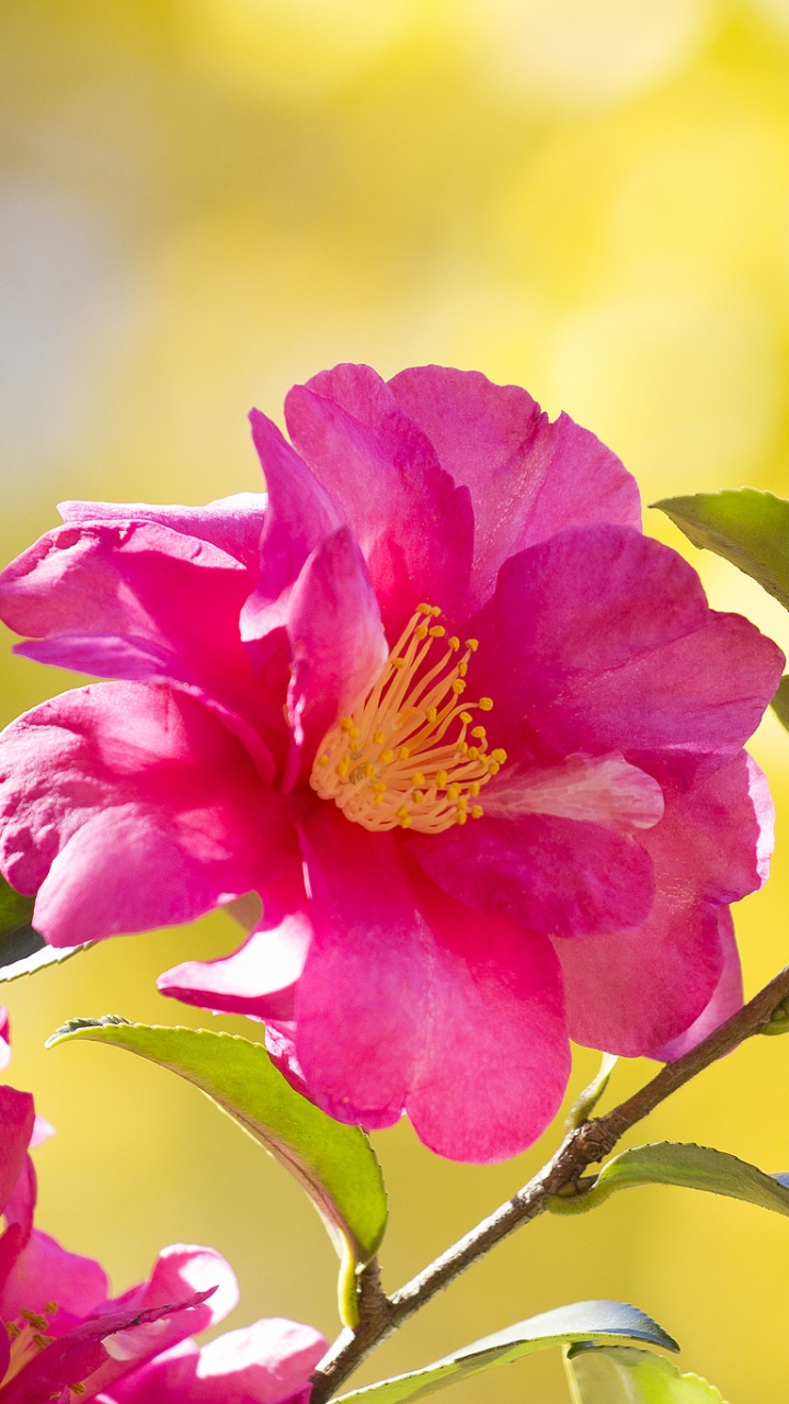 Earth Flower, Branch, Leaf, Earth, Pink Flower, 720x1280, Phone HD Wallpaper