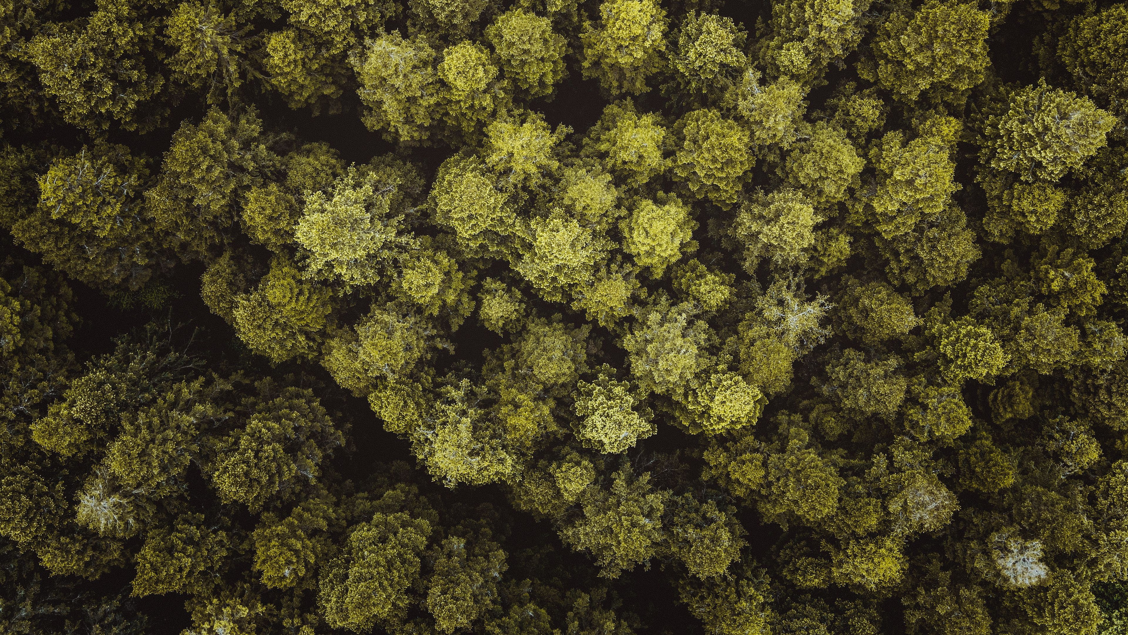 trees, forest, aerial view, branches, 4k, HD Wallpaper