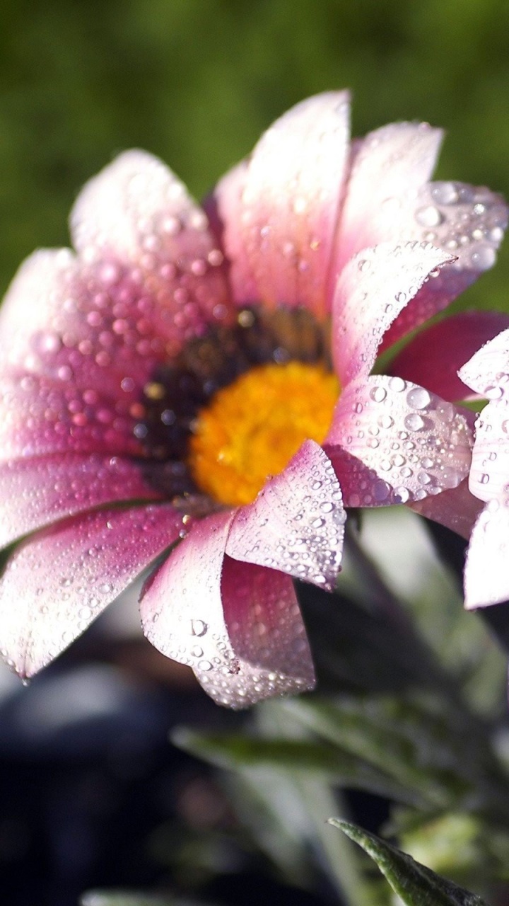 Earth Flower, Close-up, Water Drop, Pink Flower, Dew, 720x1280, Phone HD Wallpaper