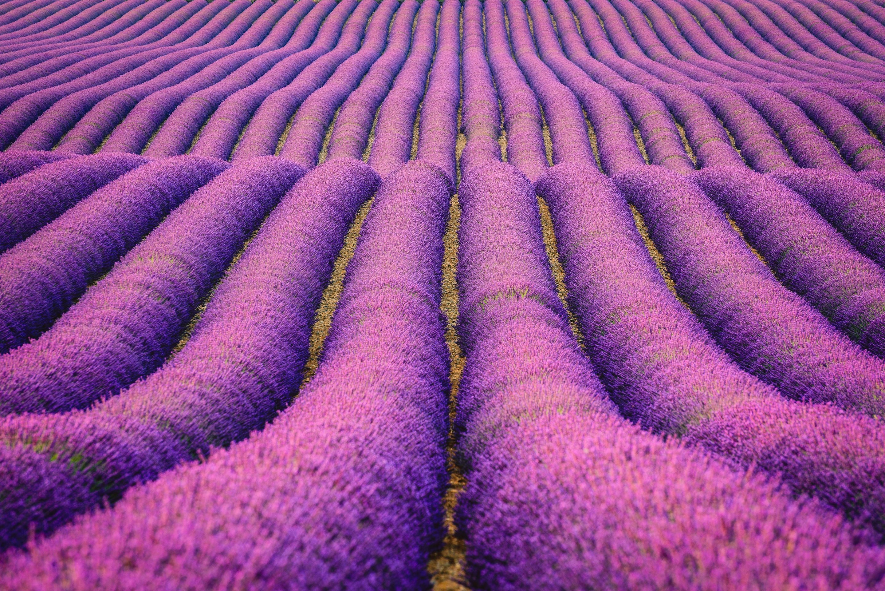 field, nature, hd, photography, HD Wallpaper