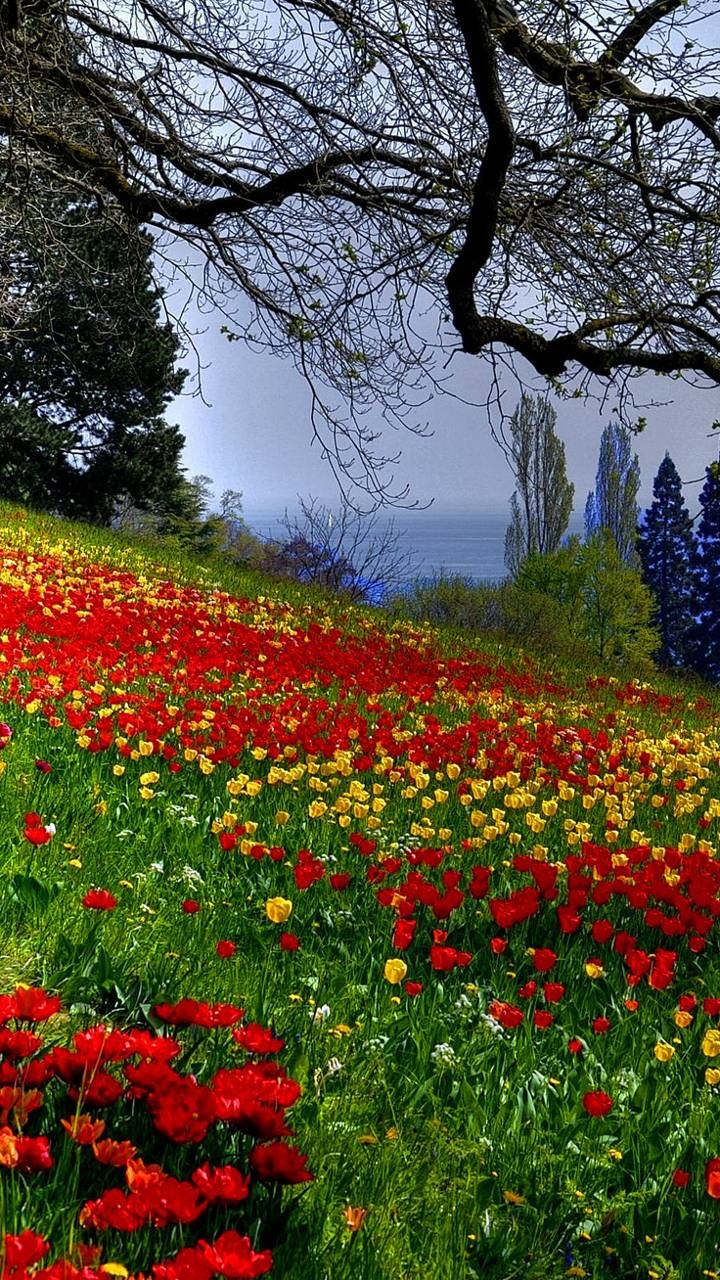Earth Flower, Tulip, Earth, Poppy, Spring, 720x1280, Phone HD Wallpaper